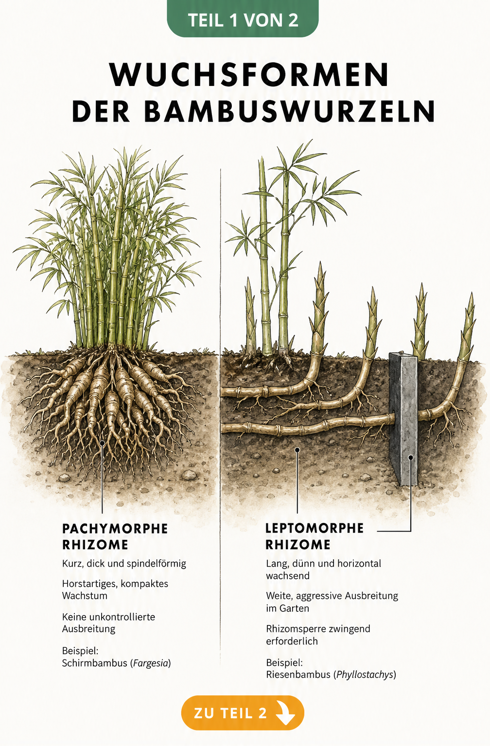 Querschnitt durch das Erdreich zeigt die Wuchsformen von Bambuswurzeln: kompakte pachymorphe Rhizome und wuchernde leptomorphe Rhizome mit Rhizomsperre.