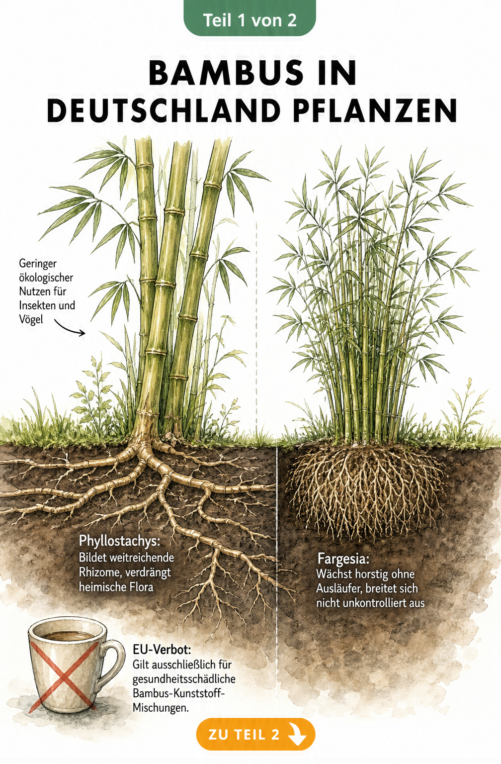 Botanische Illustration im Vintage-Stil zeigt den Wurzelvergleich zwischen Phyllostachys mit weitreichenden Rhizomen und Fargesia mit kompaktem Wurzelballen.