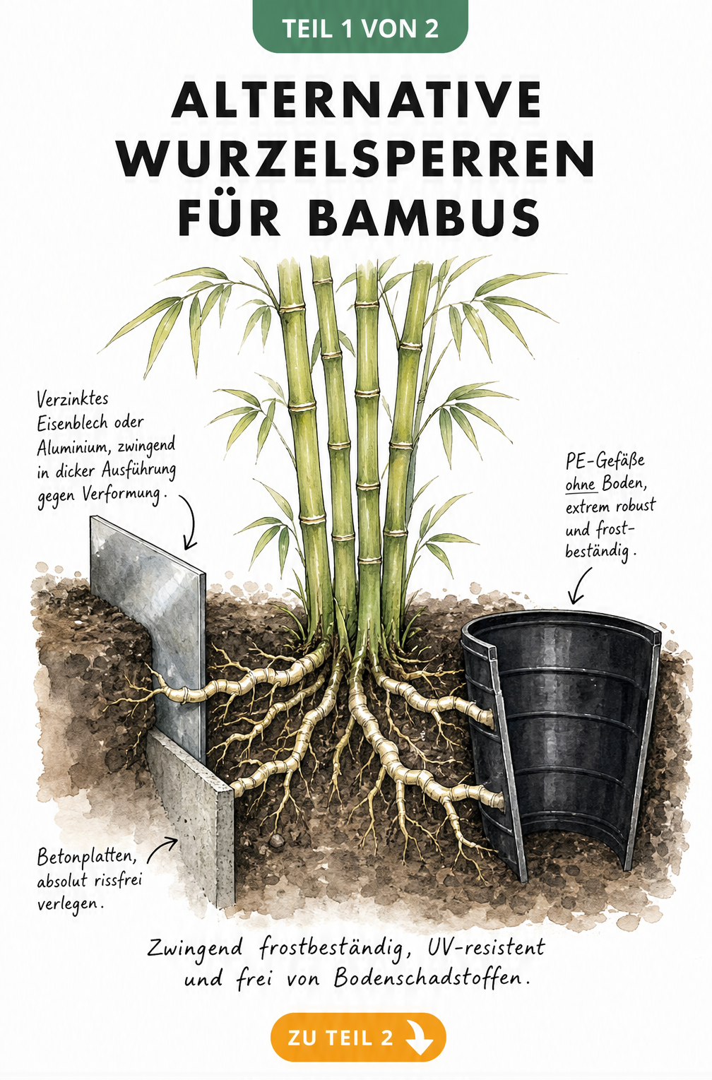 Schnittzeichnung von Bambuswurzeln, die durch Metallblech, Betonplatten und ein PE-Gefäß ohne Boden gestoppt werden