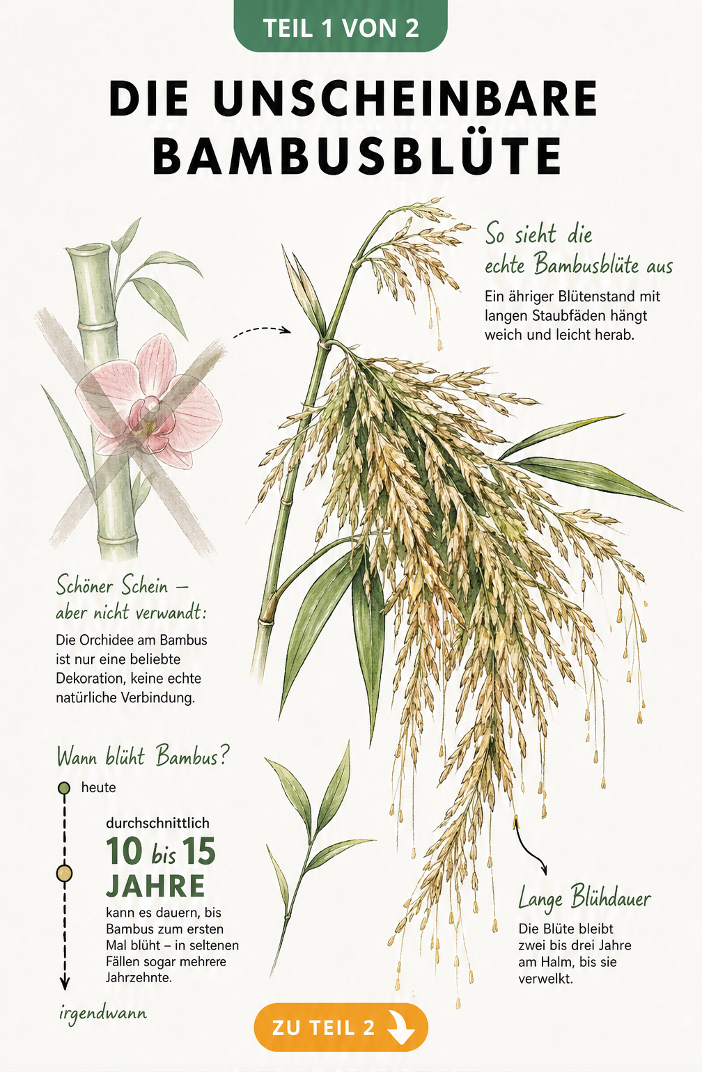 Botanische Illustration einer echten Bambusblüte im Vergleich zur oft fälschlich gezeigten Orchideenblüte, mit Zeitstrahl zur Blühdauer.