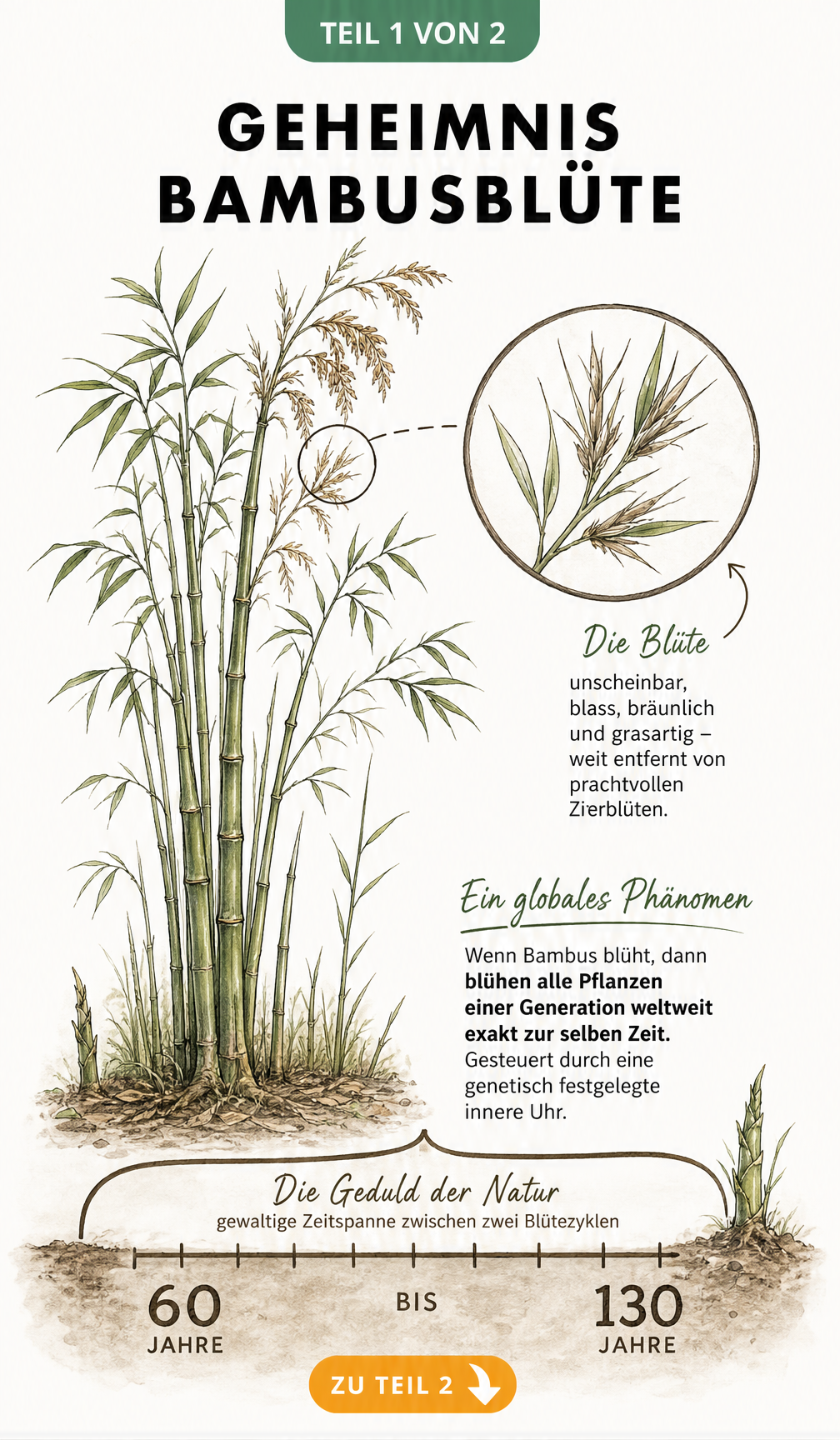 Botanische Zeichnung eines Bambushalms mit Lupe auf die unscheinbare Blüte und Zeitstrahl der Blühintervalle