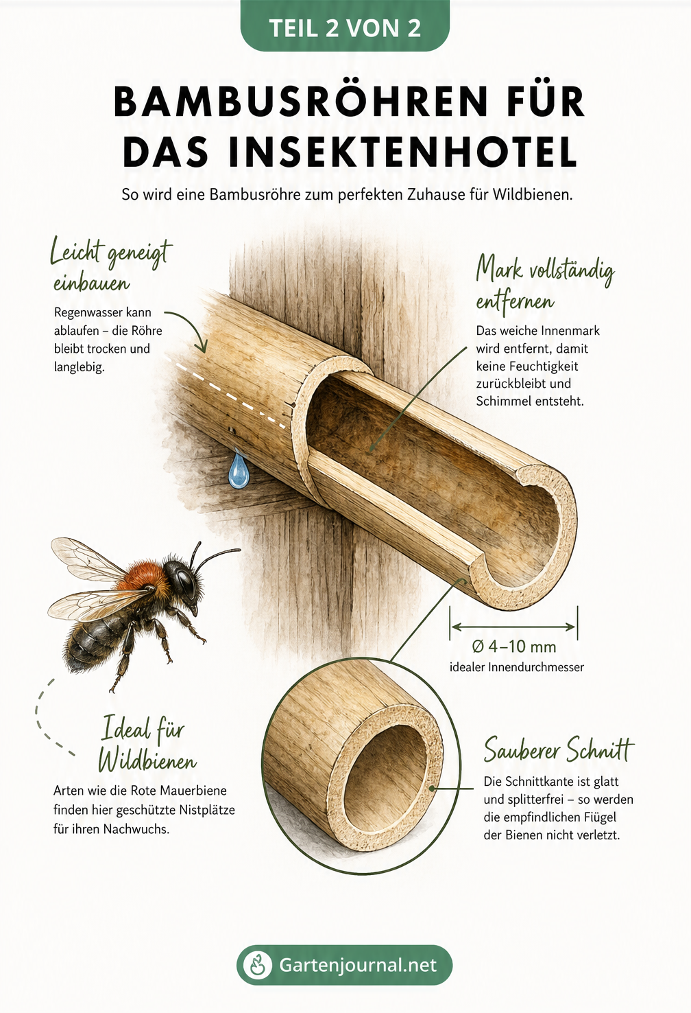 Querschnitt einer getrockneten Bambusröhre in einem Insektenhotel mit anfliegender Roter Mauerbiene