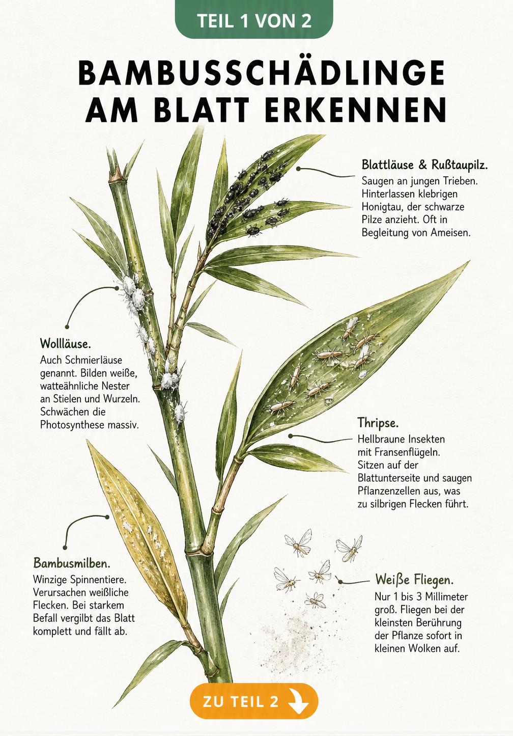 Illustration eines Bambuszweigs mit Schadbildern von Blattläusen, Wollläusen, Thripsen, Bambusmilben und Weißen Fliegen