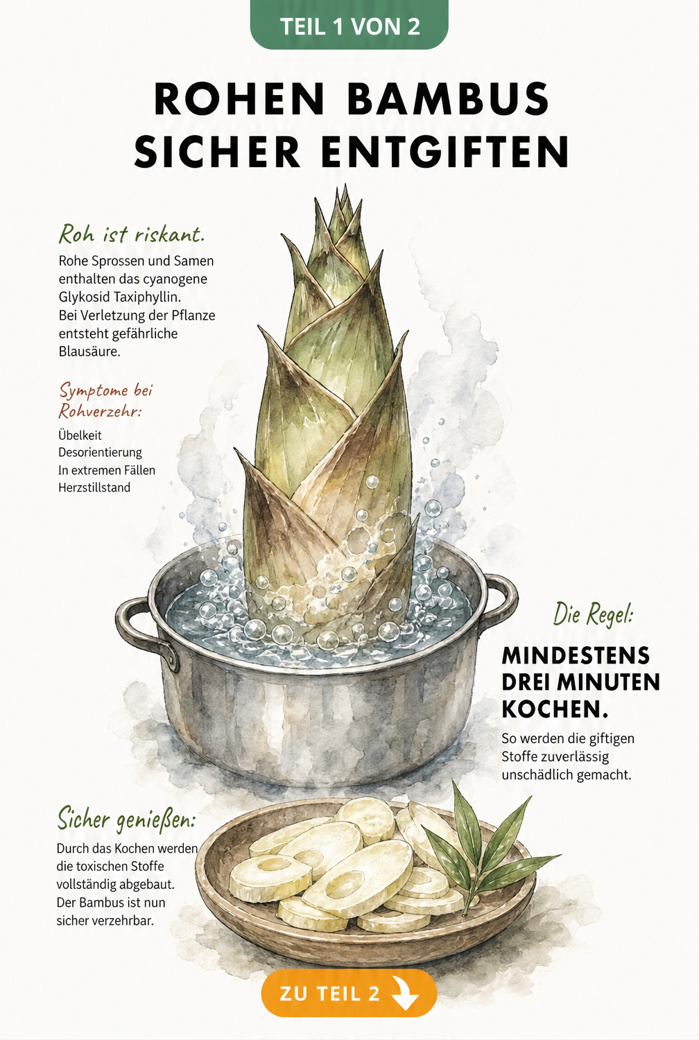 Illustration einer Bambussprosse, die durch Kochen entgiftet wird
