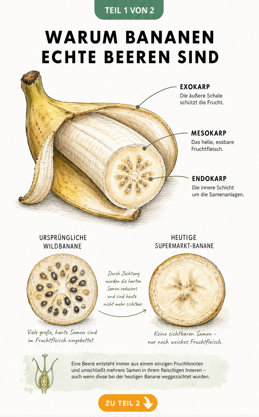 Botanischer Querschnitt einer Banane mit Beschriftung der Fruchtschichten Exokarp, Mesokarp und Endokarp sowie Vergleich von Wildbanane und Supermarkt-Banane