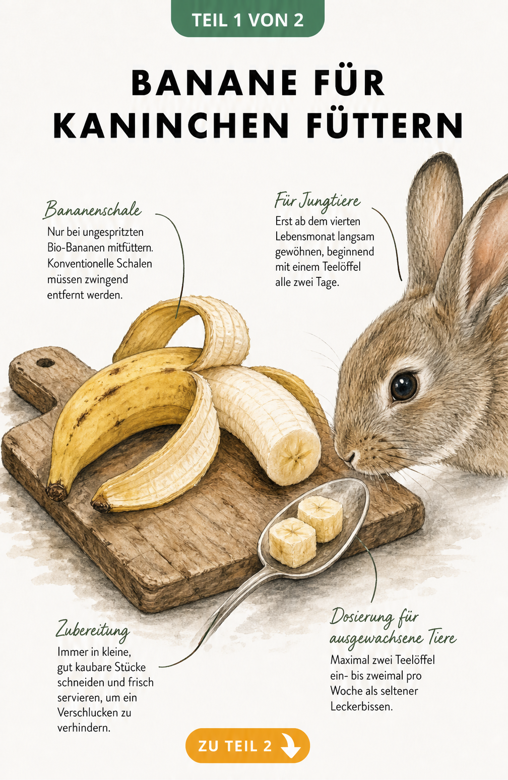 Illustration einer Banane auf einem Holzbrett mit einem Teelöffel und einem Kaninchen, das daran schnuppert, mit Hinweisen zur Dosierung.