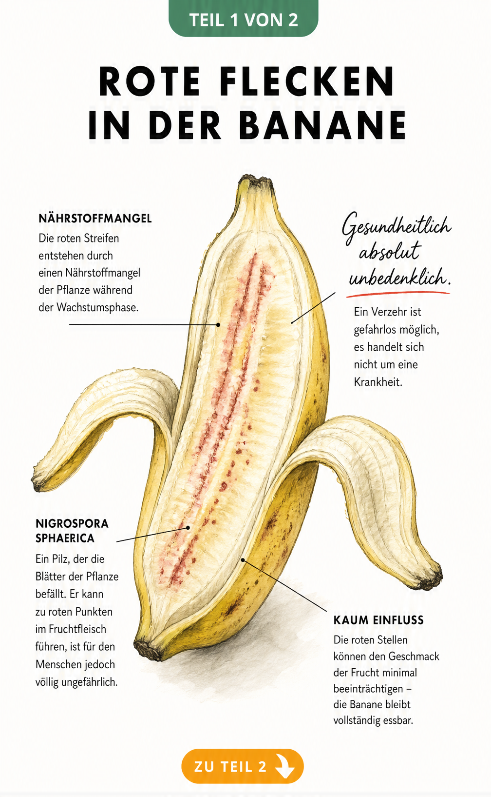 Botanische Illustration einer aufgeschnittenen Banane mit roten Flecken und Erklärungen zu Nährstoffmangel und Pilzbefall