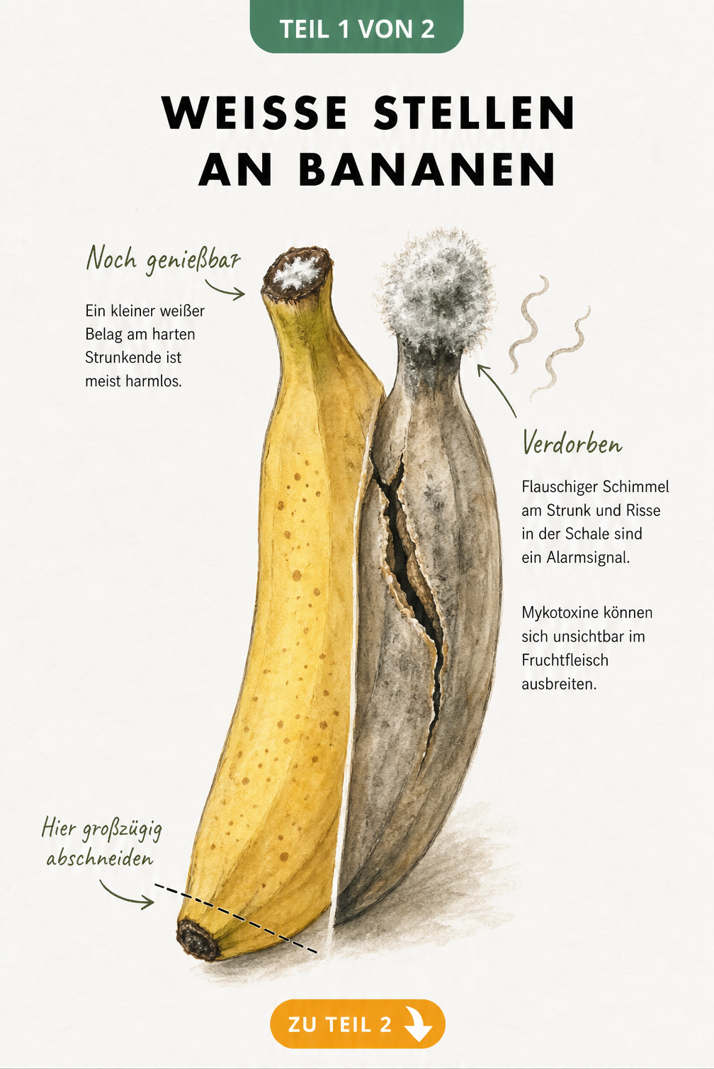 Illustration einer Banane mit intakter Schale und leichtem weißen Belag am Strunk im Vergleich zu einer verdorbenen Banane mit Schimmelpelz und Riss