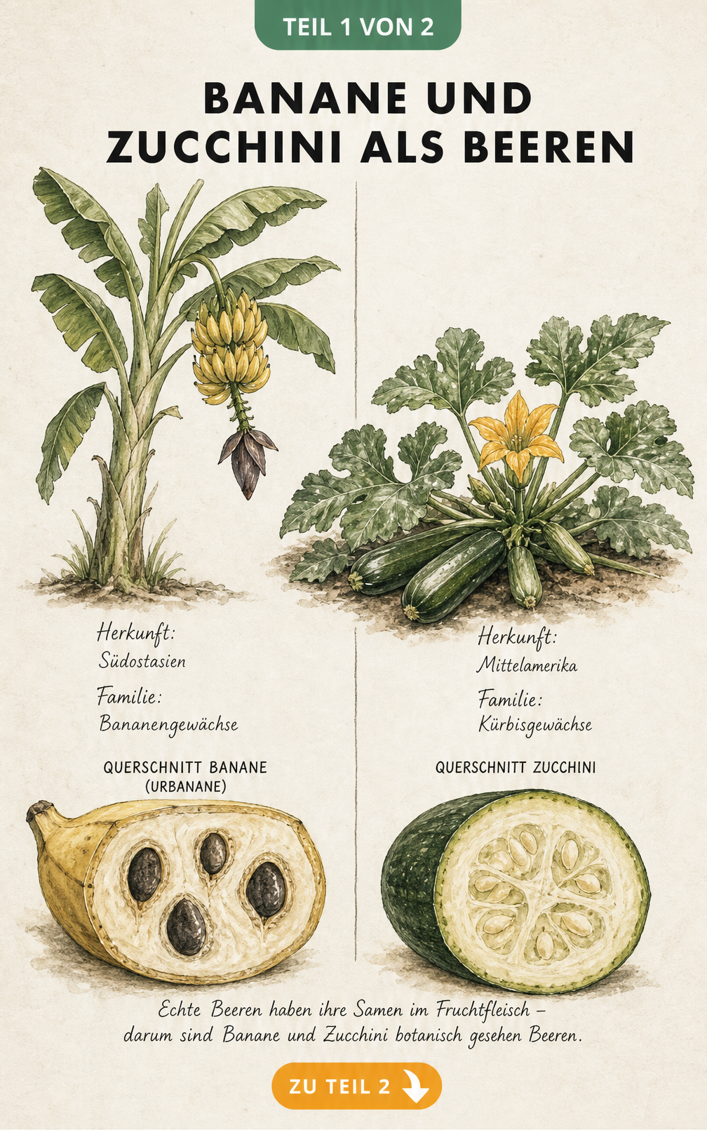 Botanische Illustration von Banane und Zucchini mit Querschnitt der Früchte