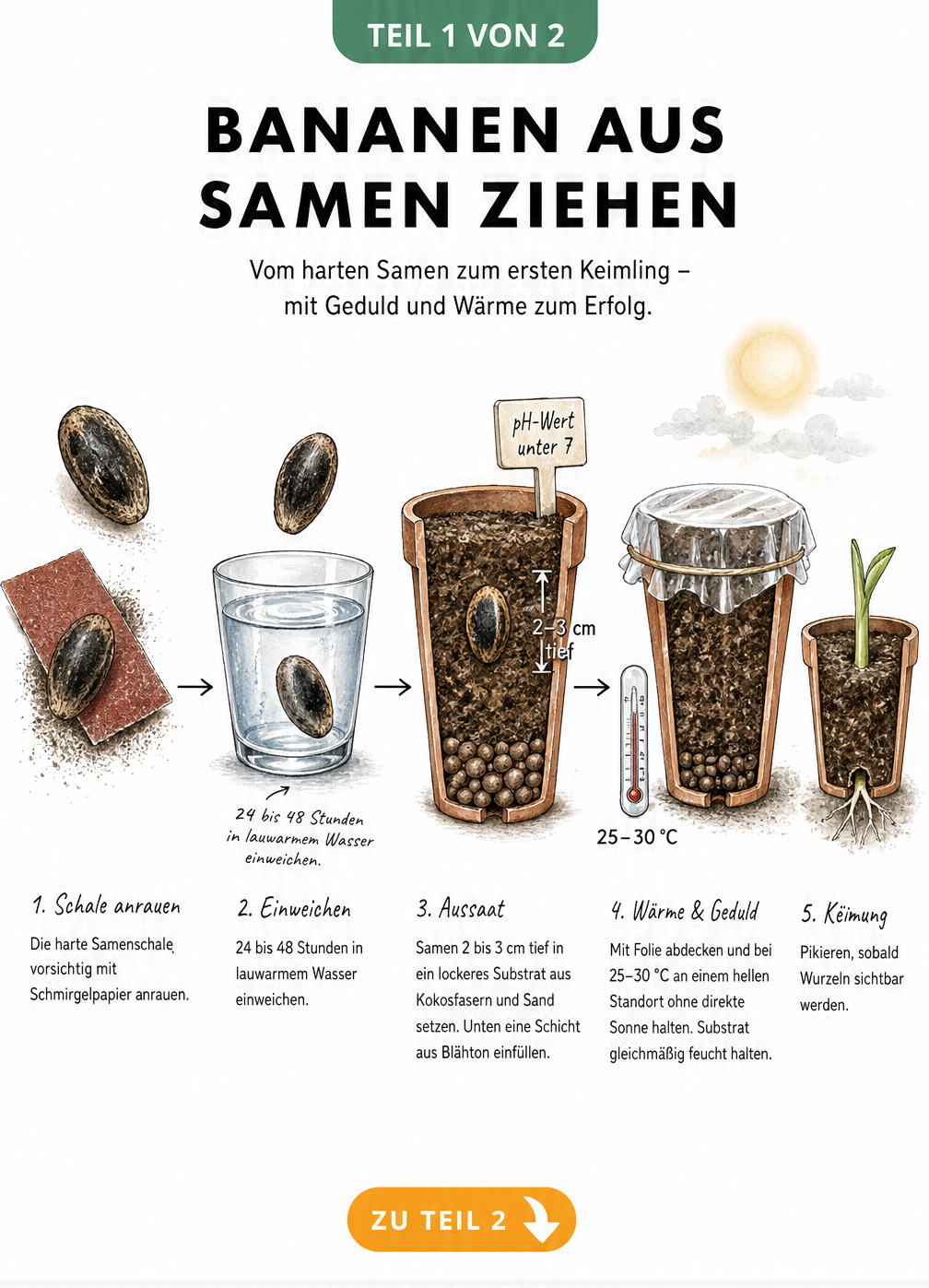 Illustration der Bananen-Anzucht aus Samen: Vom Einweichen über das Pflanzen im Topf bis zum Keimling.