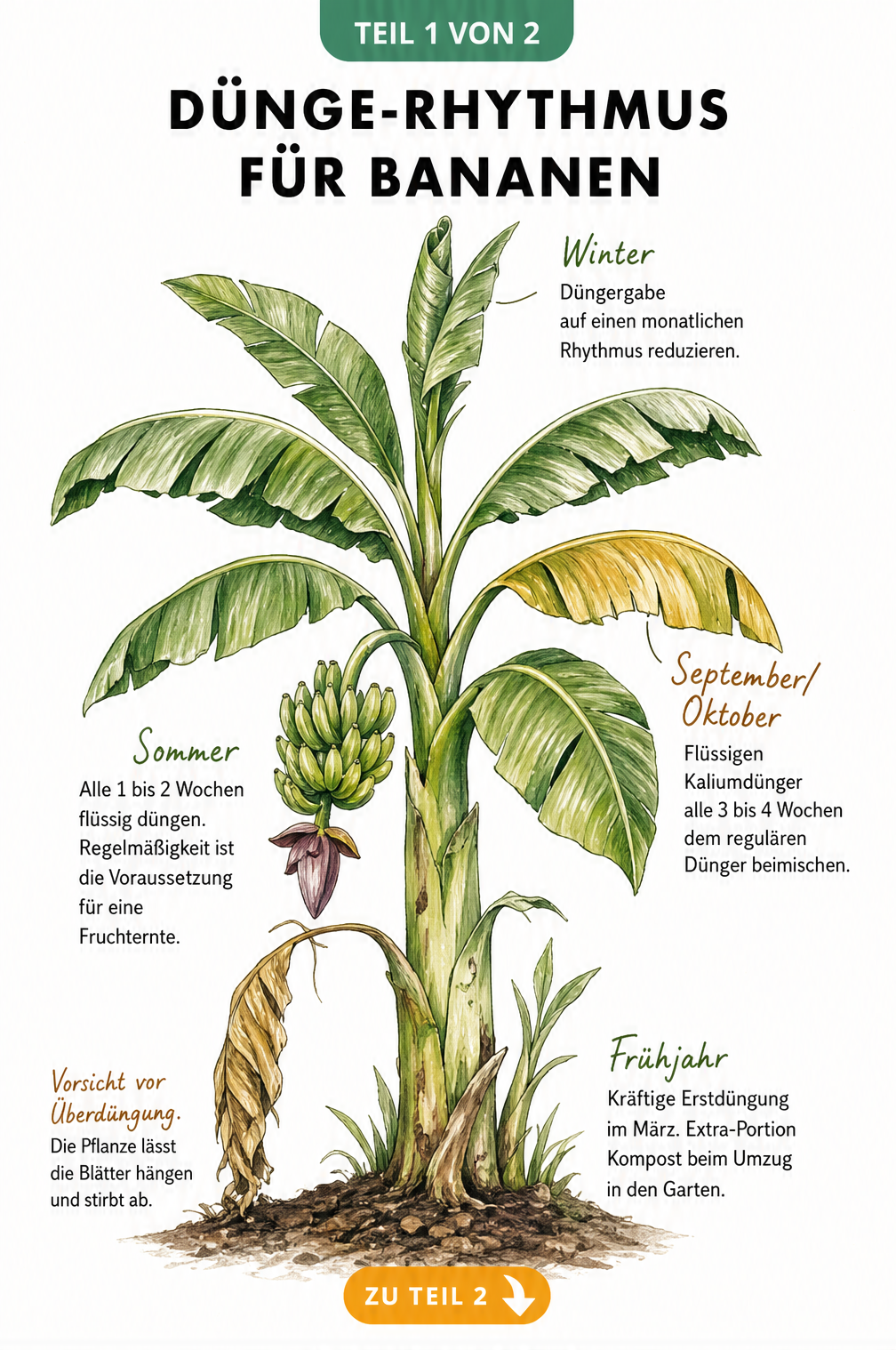 Illustration einer Bananenstaude mit saisonalem Dünge-Rhythmus von Frühjahr bis Winter