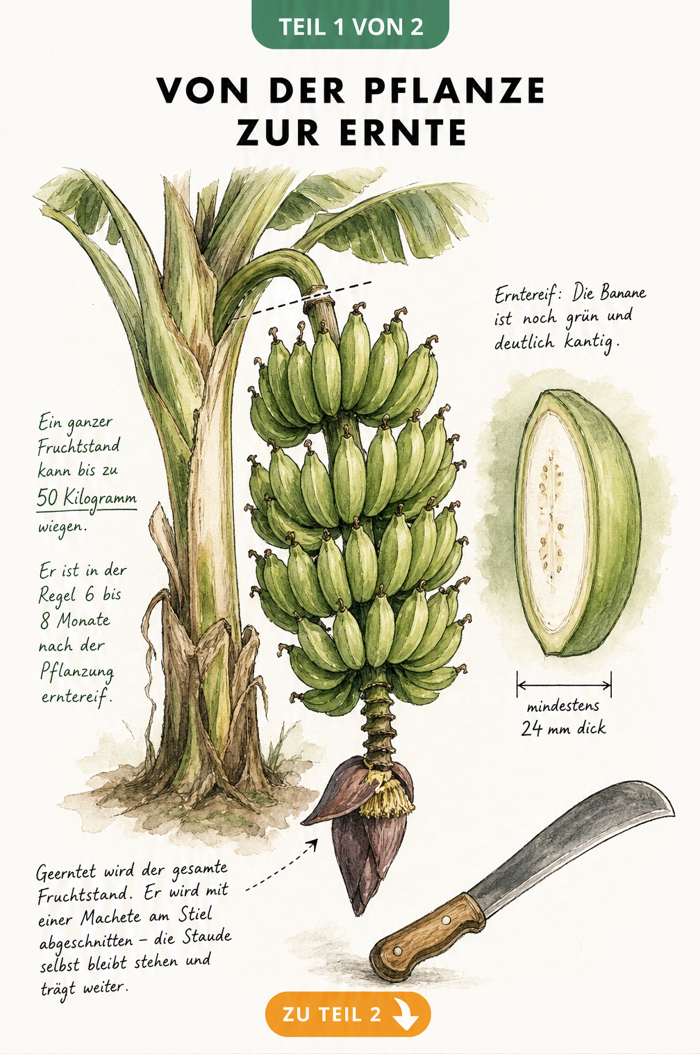 Botanische Illustration einer Bananenstaude im Anschnitt mit grünem Fruchtstand, Querschnitt einer unreifen Banane und Machete.
