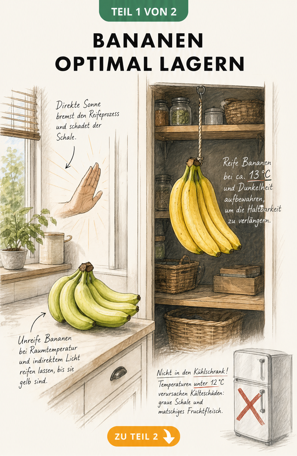 Illustration einer Speisekammer und Küche, die zeigt, wie Bananen bei 13 Grad Celsius und ohne direkte Sonneneinstrahlung gelagert werden.