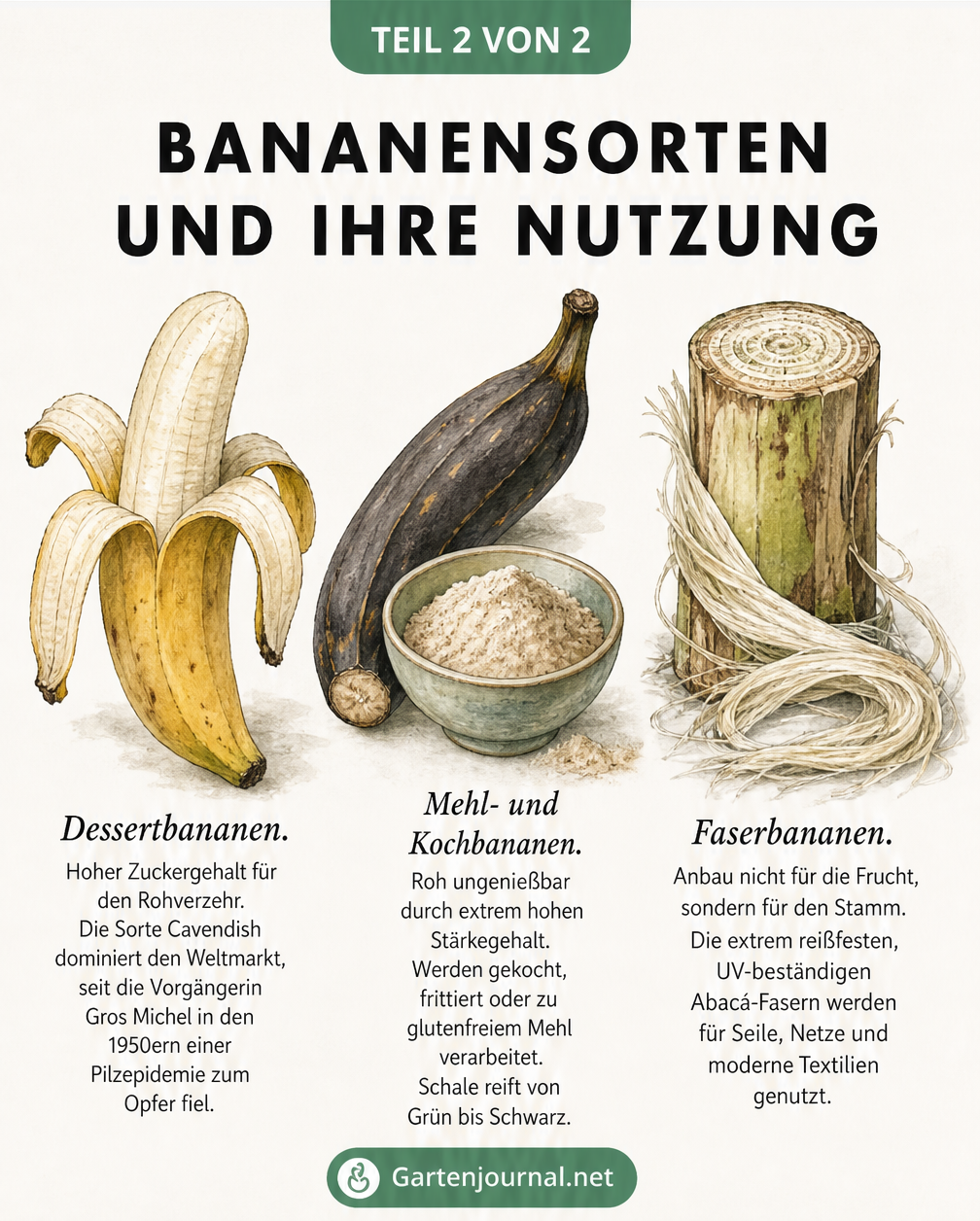 Illustration der drei Nutzungsarten von Bananen: Dessertbananen, Kochbananen und Faserbananen