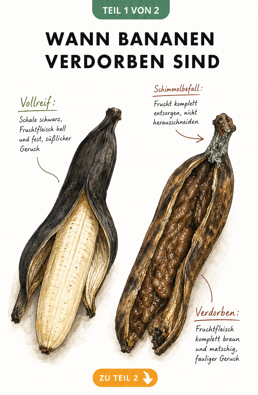 Querschnitt einer vollreifen und einer verdorbenen Banane im Vergleich