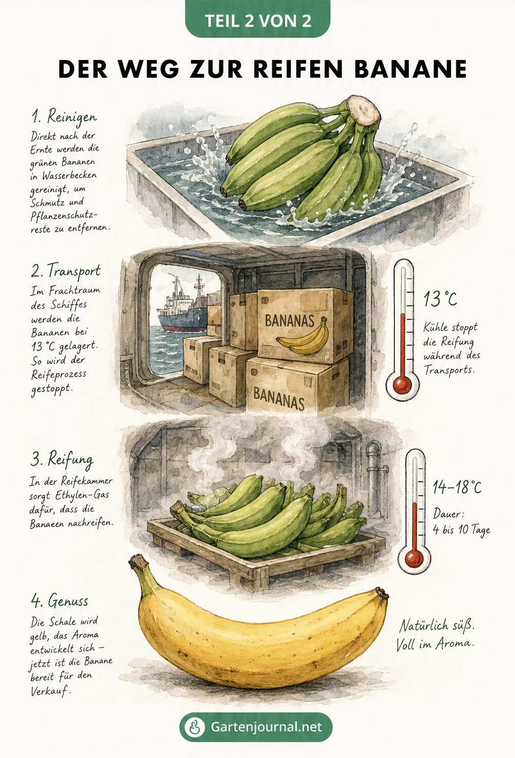 Illustration des Reifeprozesses von Bananen: Reinigung im Wasserbecken, Transport im Schiff bei 13 Grad und Reifekammer mit Ethylen-Gas.