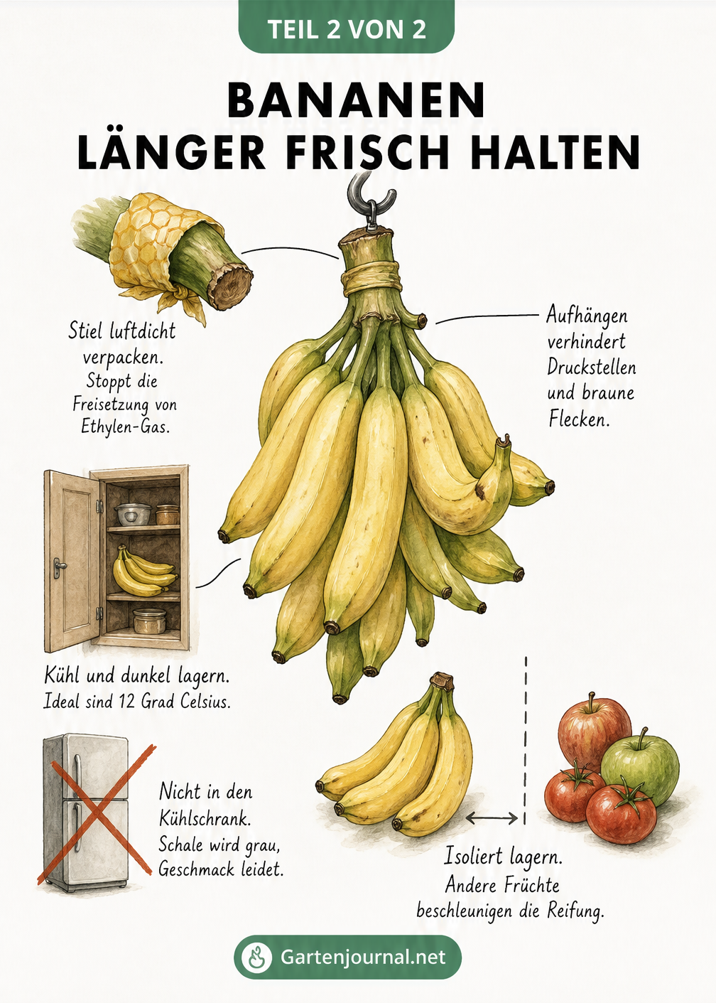 Illustration mit Tipps zur richtigen Lagerung von Bananen, um sie länger frisch zu halten