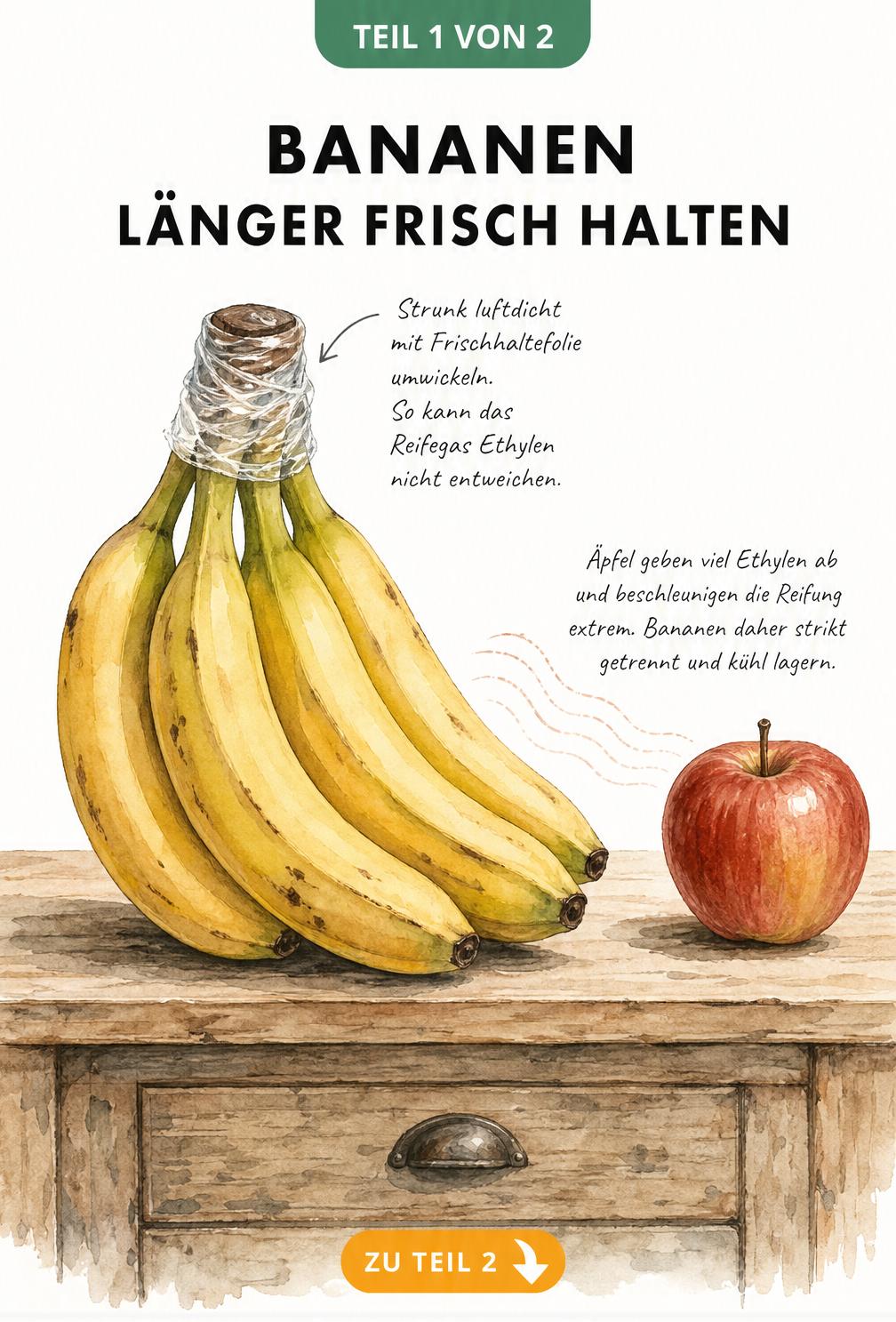 Illustration einer Bananenstaude auf einer Küchenanrichte, deren Strunk mit Frischhaltefolie umwickelt ist, um das Reifegas Ethylen zu blockieren. Ein Apfel...