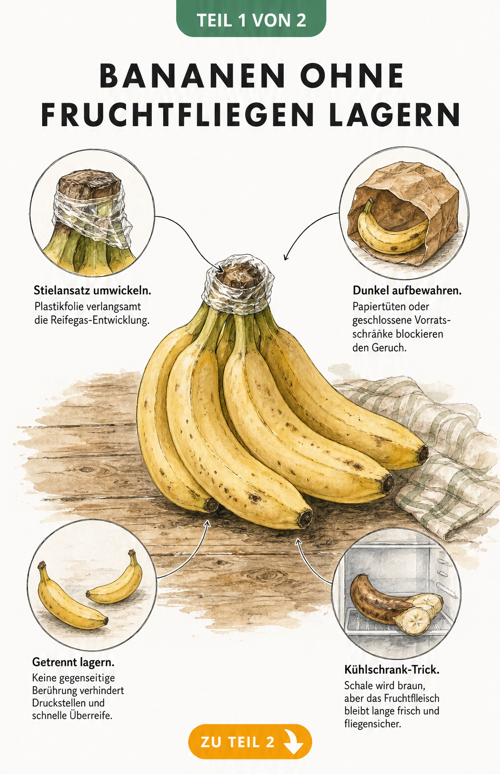Illustration eines Bananenbündels mit Tipps zur Lagerung gegen Fruchtfliegen, wie Stielansatz umwickeln und getrennt lagern