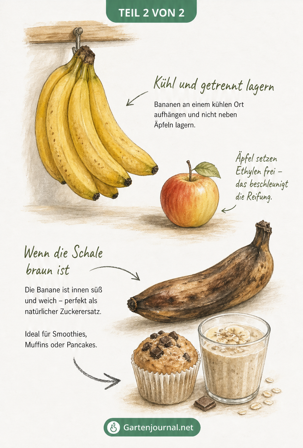 Skizze einer hängenden Bananenstaude getrennt von Äpfeln sowie einer überreifen braunen Banane neben einem Muffin