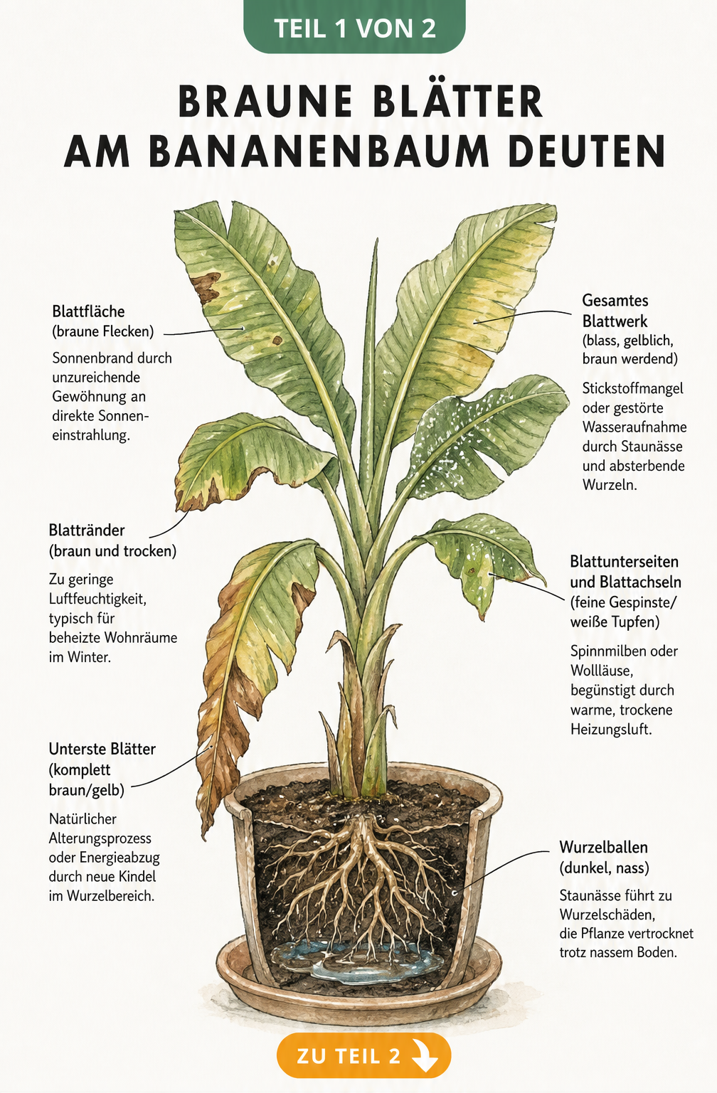 Botanische Illustration eines Bananenbaums mit Erklärungen zu braunen Blättern, wie Alterung, Sonnenbrand und Staunässe.