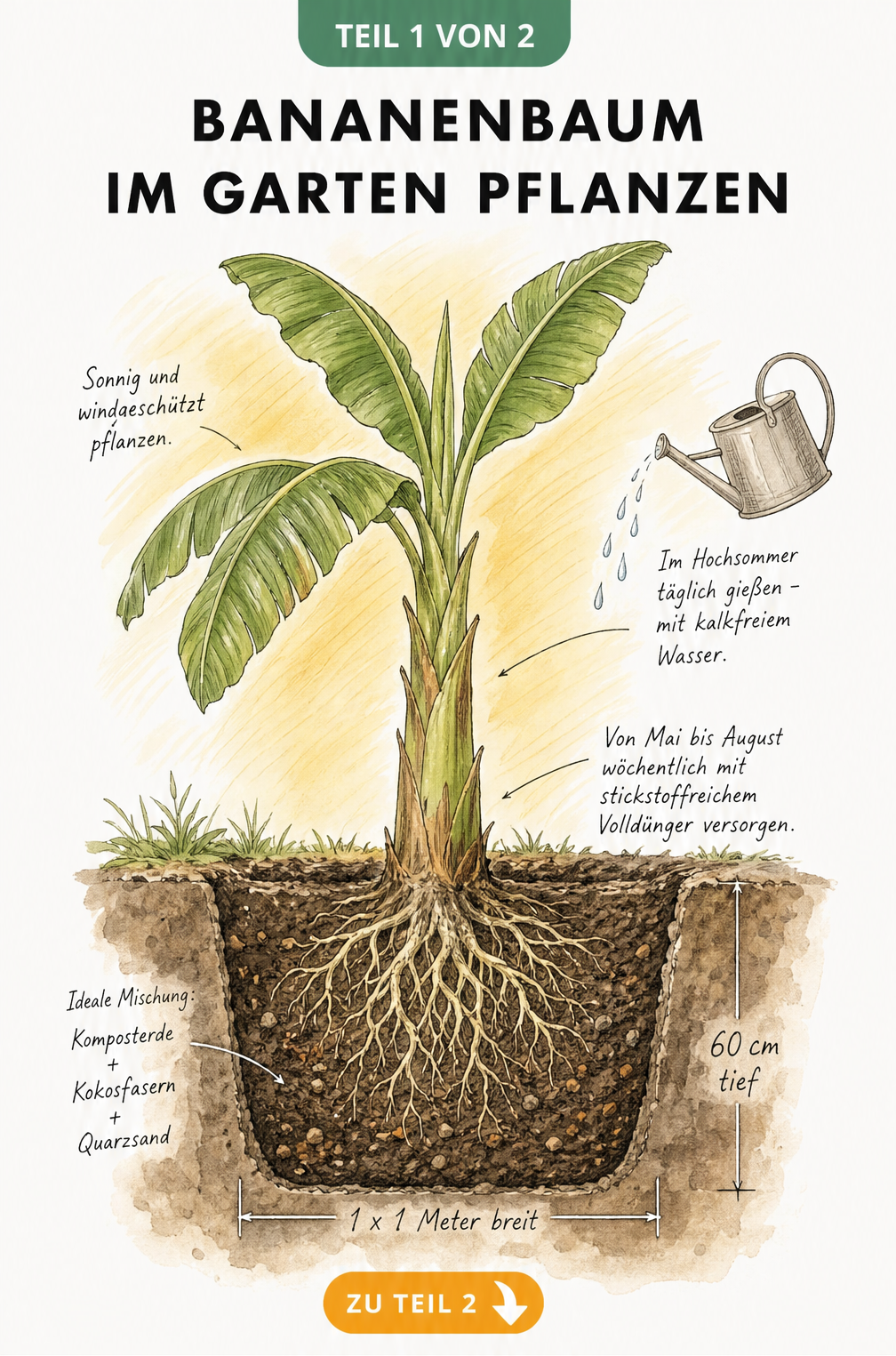 Querschnitt eines gepflanzten Bananenbaums im Garten mit Pflanzloch, Erdmischung und Pflegehinweisen