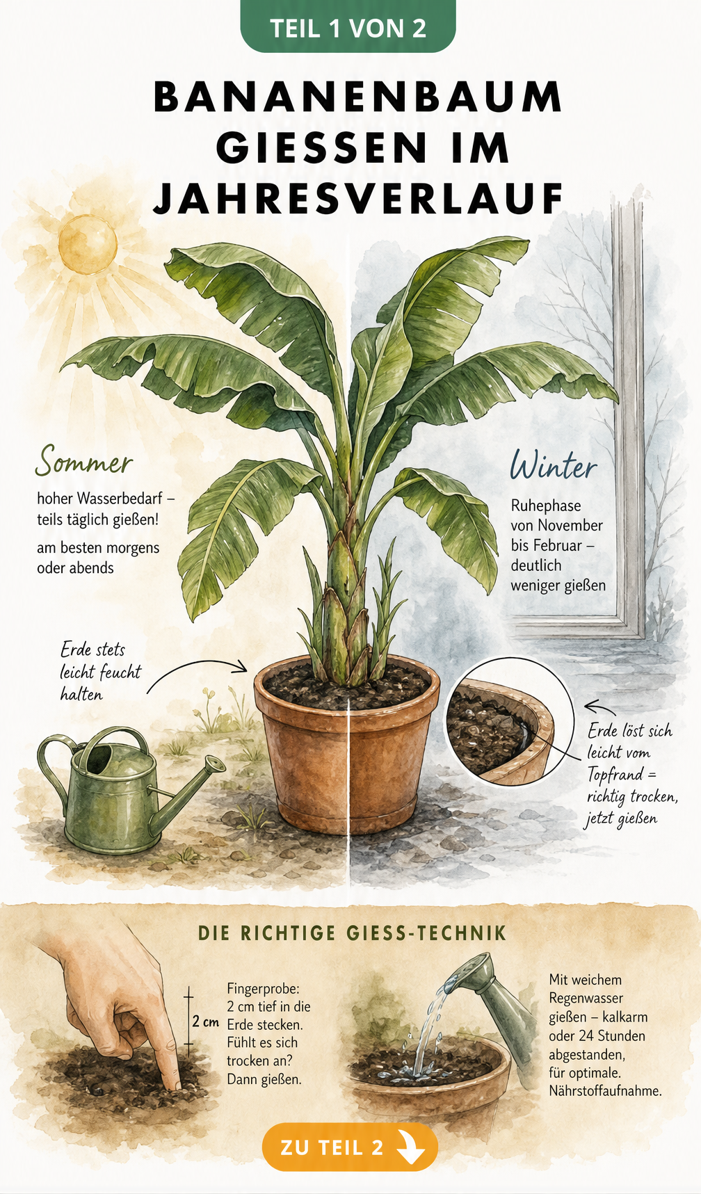 Illustration eines Bananenbaums im Topf, aufgeteilt in Sommer- und Winterpflege mit Hinweisen zum Wasserbedarf und zur Gießtechnik.
