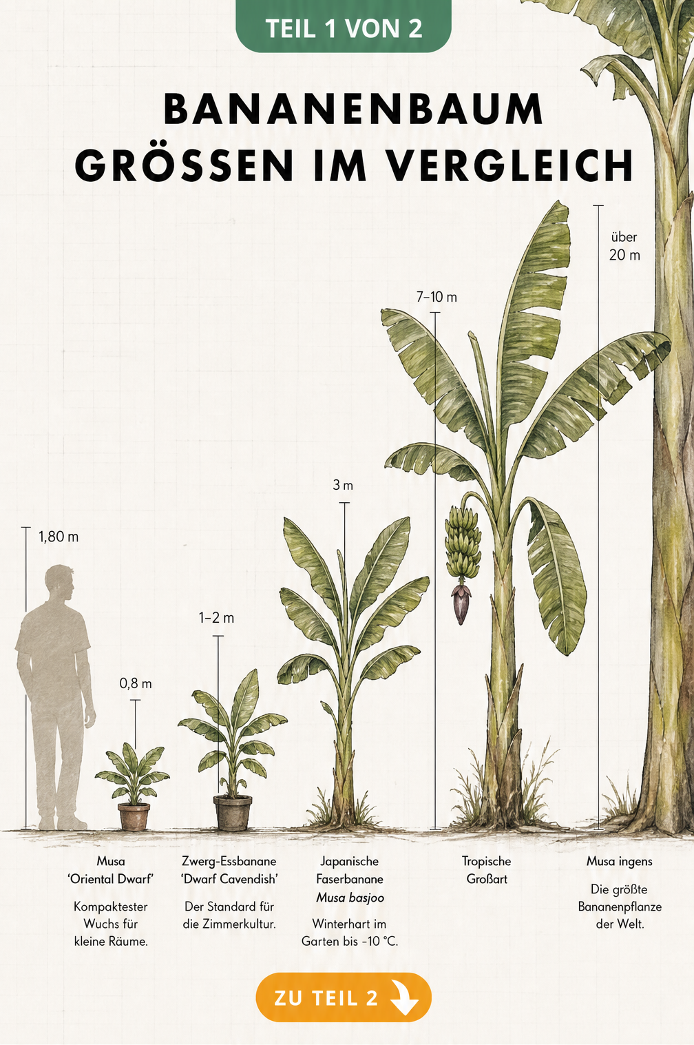 Illustration von fünf Bananenpflanzen-Arten im Größenvergleich von 0,8 bis über 20 Metern