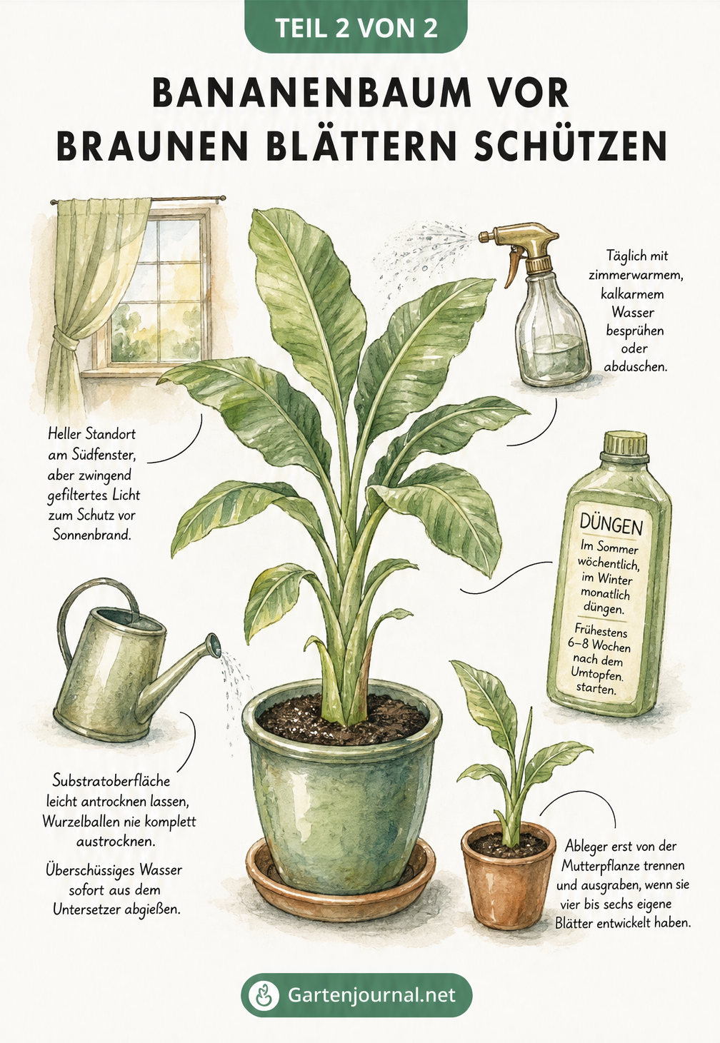 Illustration einer Bananenpflanze im Topf mit Pflegetipps zu Licht, Gießen, Düngen und Luftfeuchtigkeit.