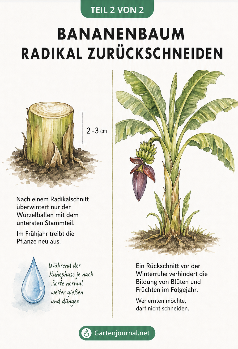 Vergleich zwischen einem radikal zurückgeschnittenen Bananenstamm und einer ungeschnittenen Bananenstaude mit Blüte und Früchten