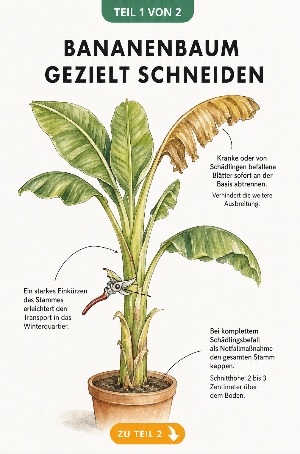 Illustration einer Bananenpflanze mit Markierungen für den Schnitt bei kranken Blättern, für den Transport und bei Schädlingsbefall