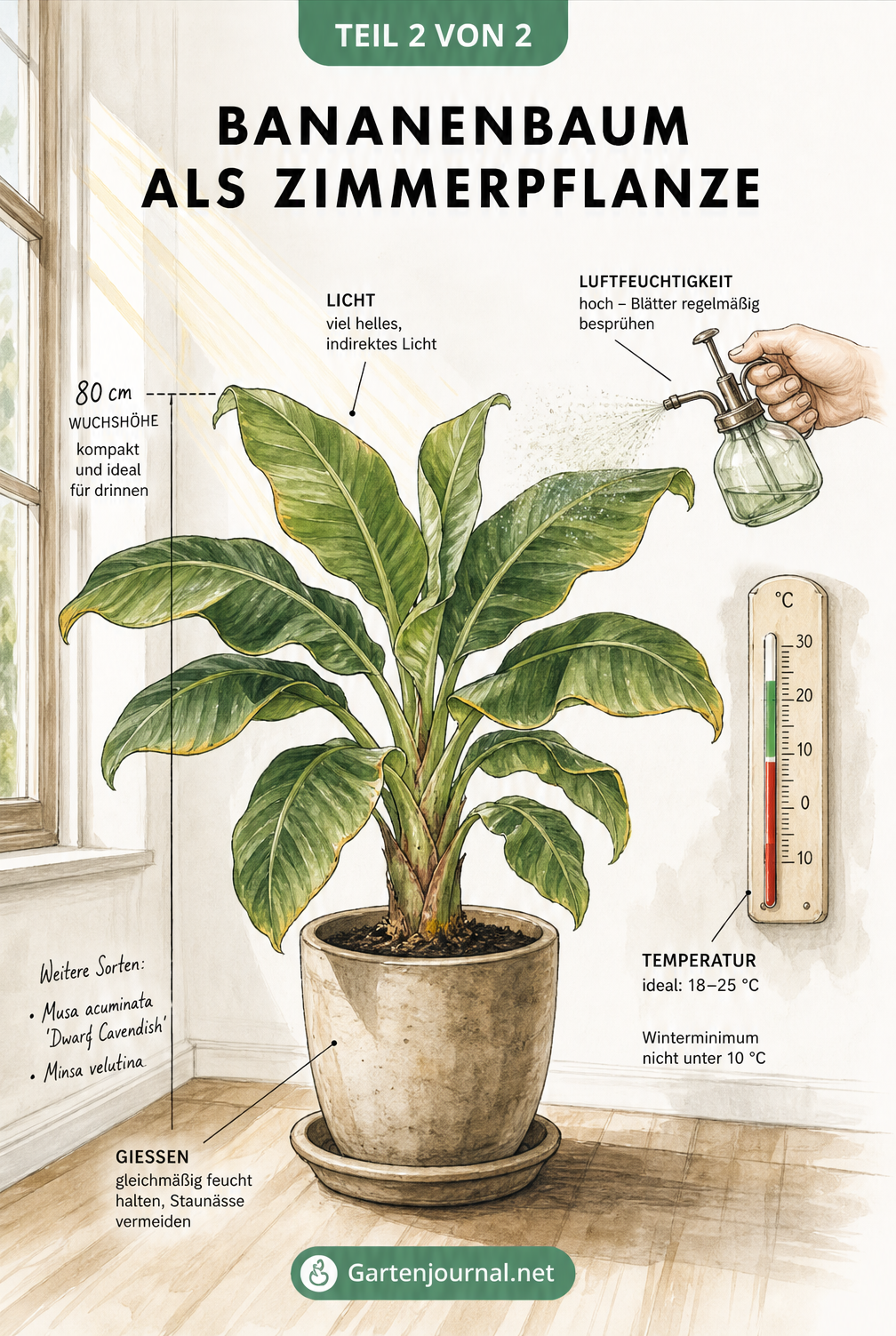 Illustration einer Zwergbanane im Topf als Zimmerpflanze mit Pflegehinweisen zu Licht, Temperatur und Luftfeuchtigkeit
