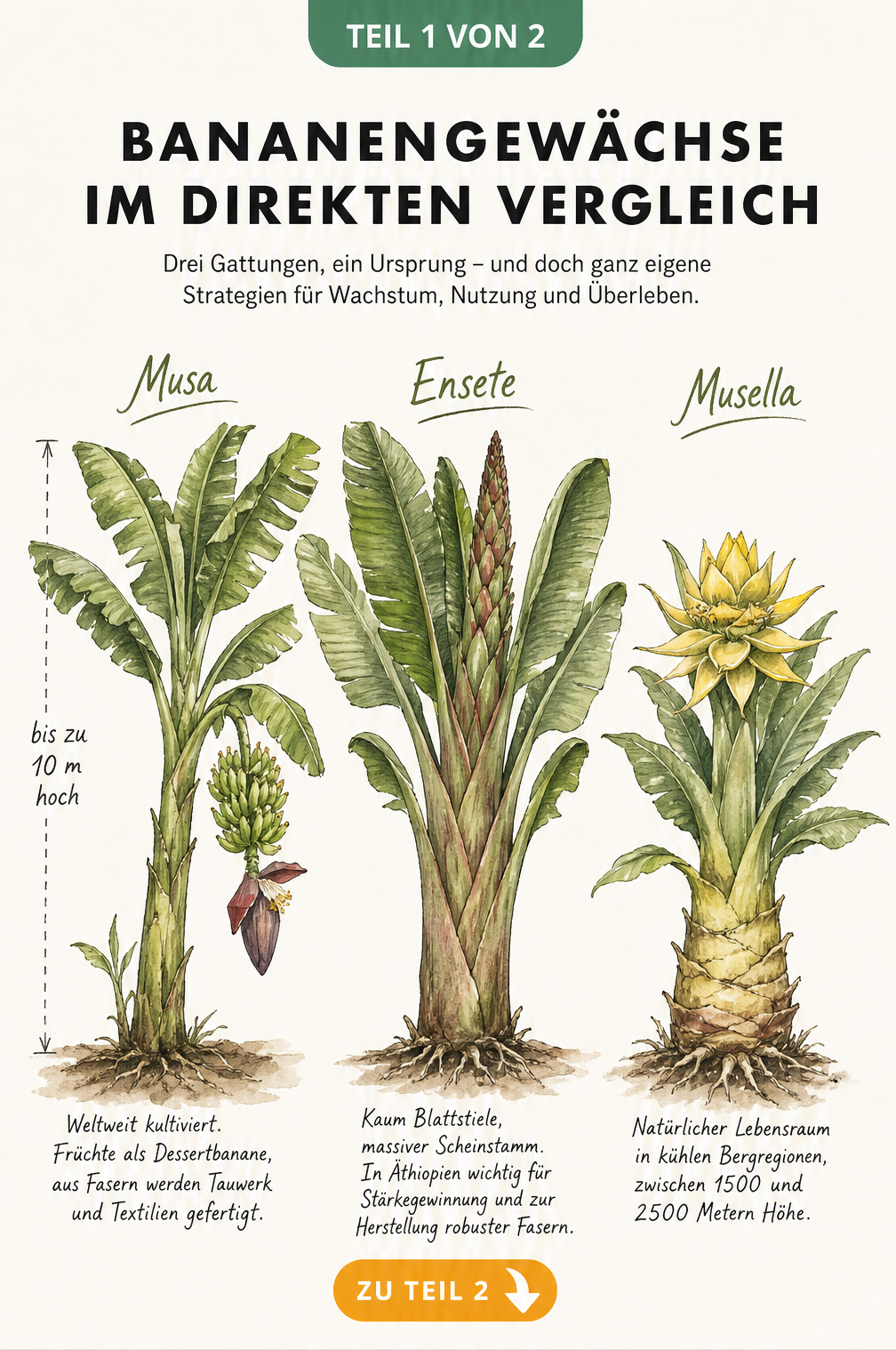 Botanische Illustration der drei Bananengattungen Musa, Ensete und Musella im Vintage-Stil