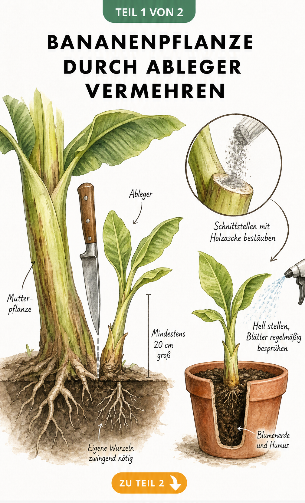 Illustration einer Bananenpflanze, von der ein Ableger mit einem Gartenmesser abgetrennt wird. Der Ableger hat eigene Wurzeln und wird in einen Topf gepflanzt.