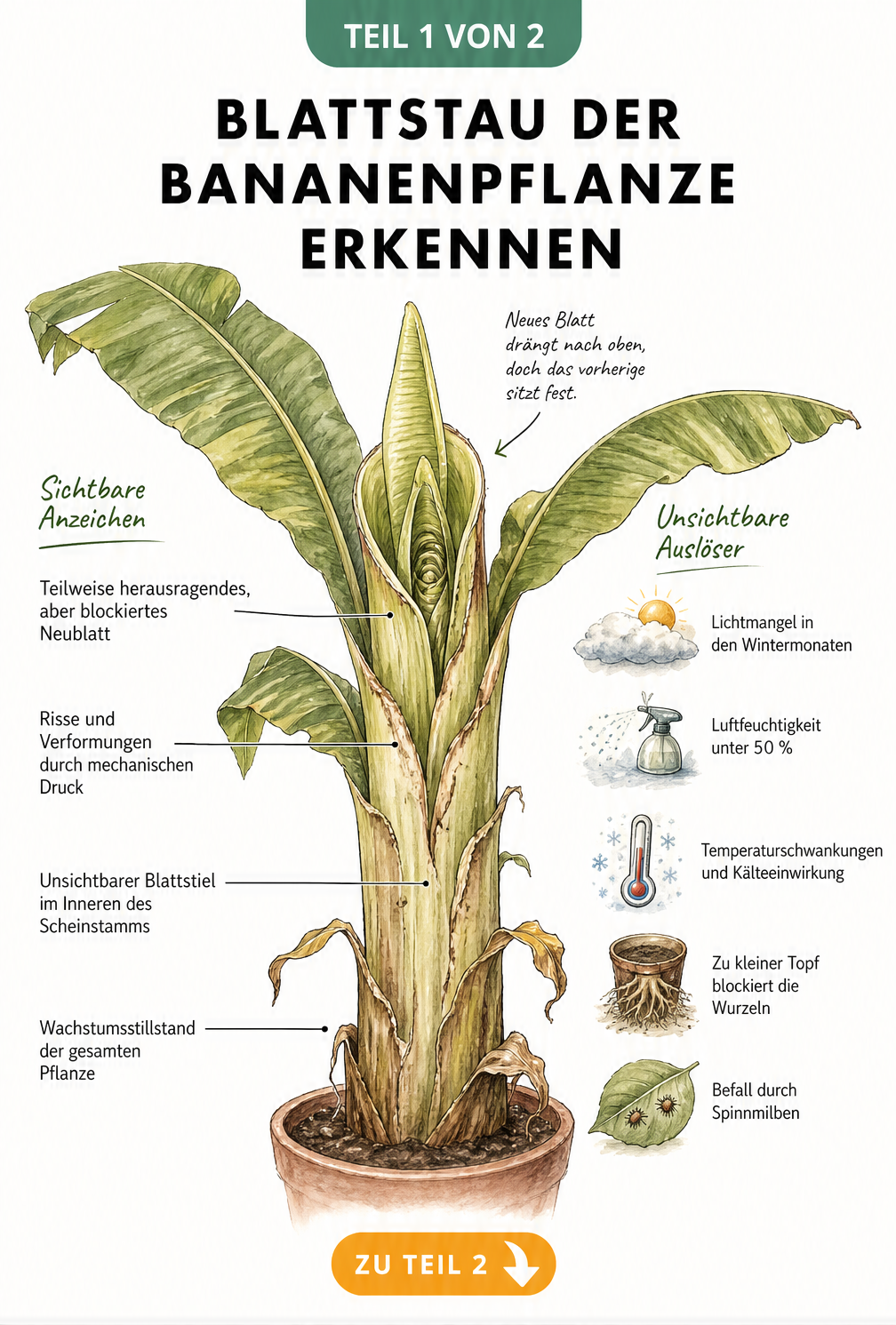 Illustration einer Bananenpflanze mit Blattstau, die Symptome wie blockierte Neublätter und Ursachen wie Lichtmangel zeigt