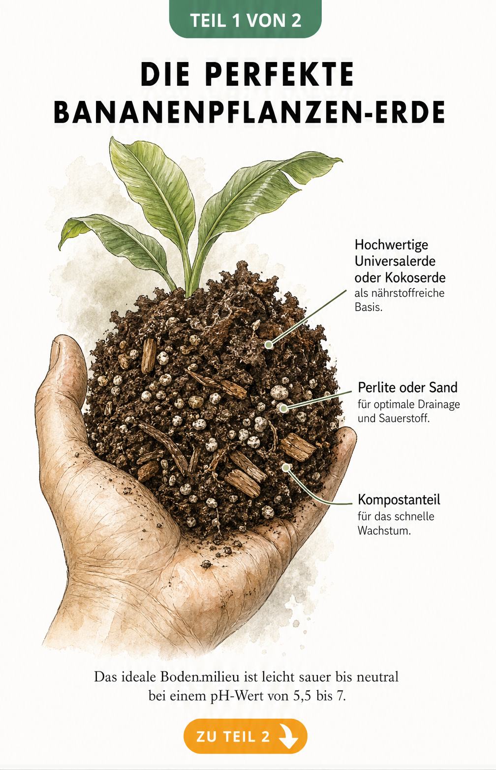 Botanische Illustration eines Erdballens mit Beschriftungen zu Universalerde, Perlite und Kompost für Bananenpflanzen