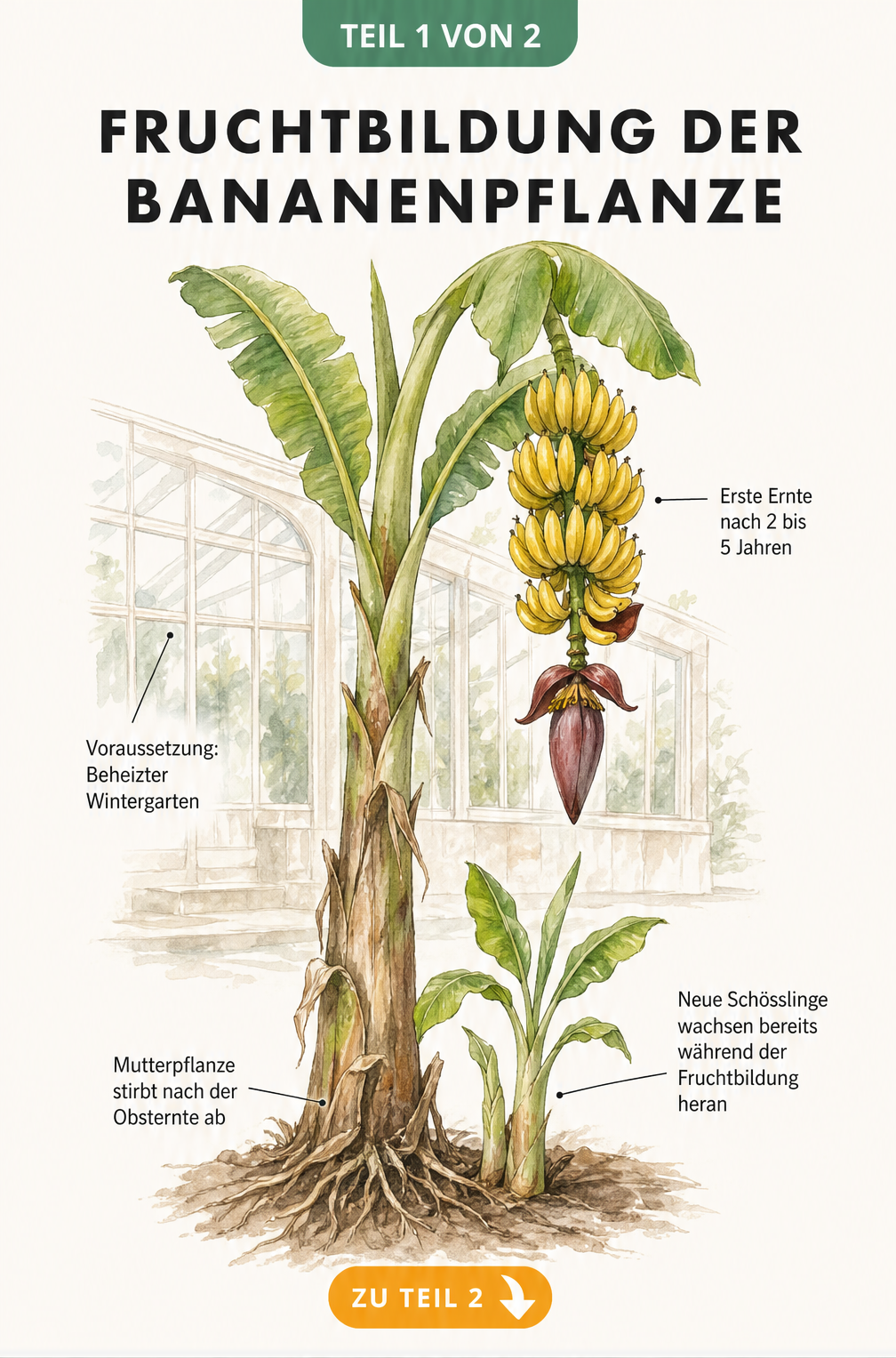 Botanische Illustration einer Bananenstaude mit gelbem Fruchtstand, Blüte und neuen Schösslingen an der Basis