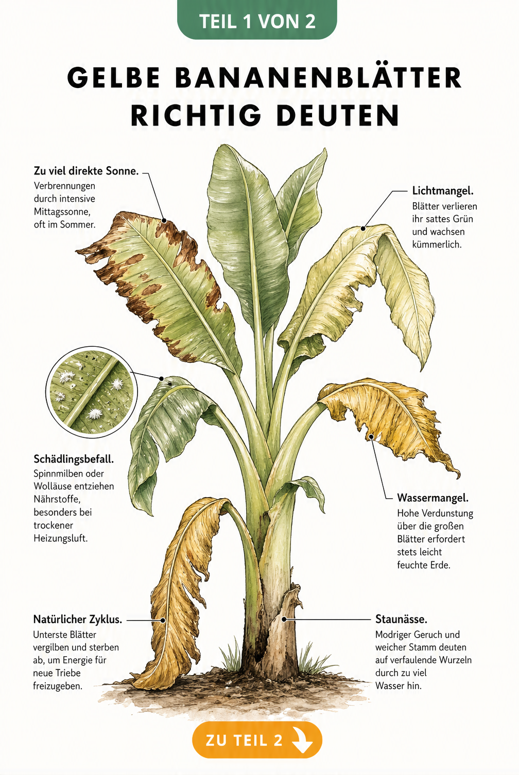 Botanische Illustration einer Bananenpflanze, die Ursachen für gelbe Blätter wie Staunässe, Sonnenbrand und Lichtmangel zeigt.