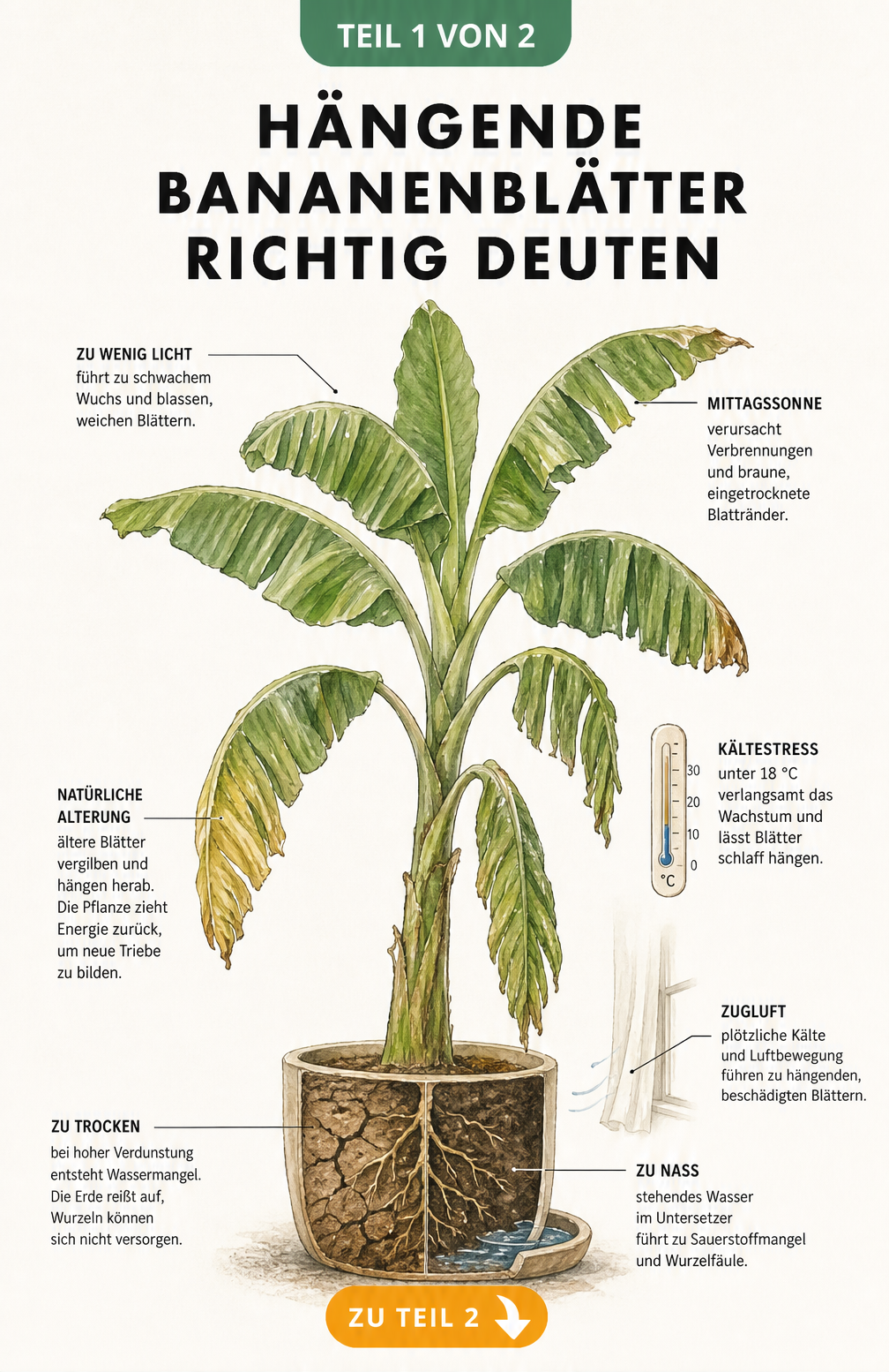 Illustration einer Bananenpflanze im Topf mit hängenden Blättern, die Ursachen wie Lichtmangel, Kältestress und Wassermangel zeigt