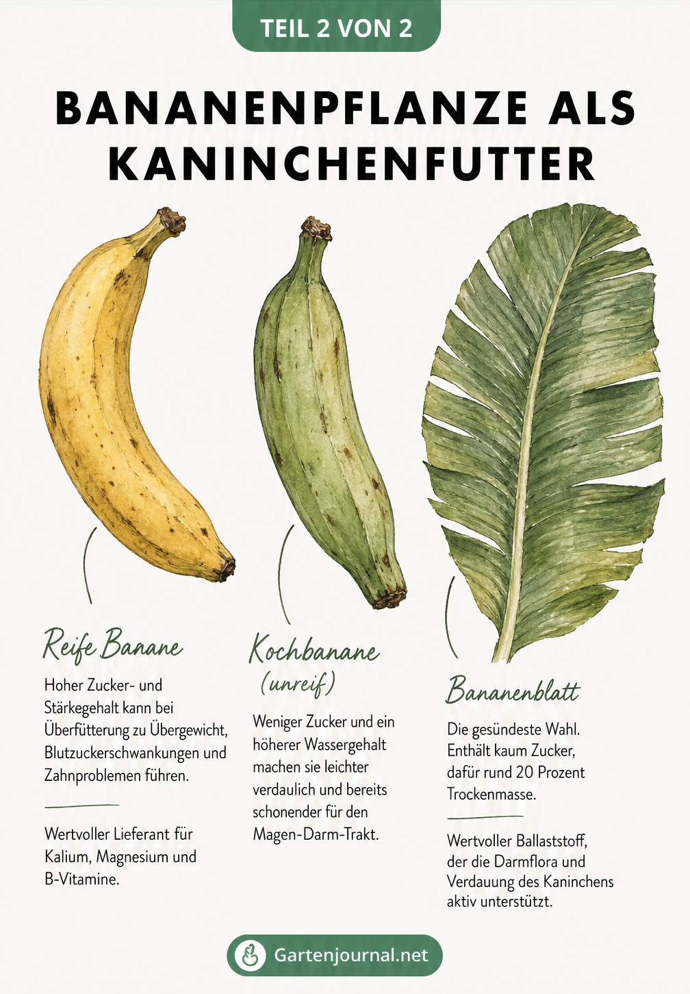 Botanische Illustration von gelber Banane, grüner Kochbanane und einem Bananenblatt mit Erklärungen zu Nährwerten und Verdauung.