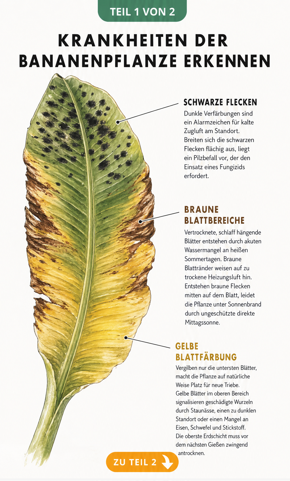 Illustration eines Bananenblatts mit gelben, braunen und schwarzen Verfärbungen zur Diagnose von Krankheiten