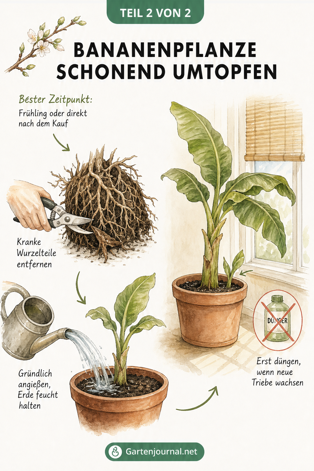 Illustration der Pflegeschritte nach dem Umtopfen einer Bananenpflanze: kranke Wurzeln entfernen, gründlich angießen und den idealen Standort wählen.