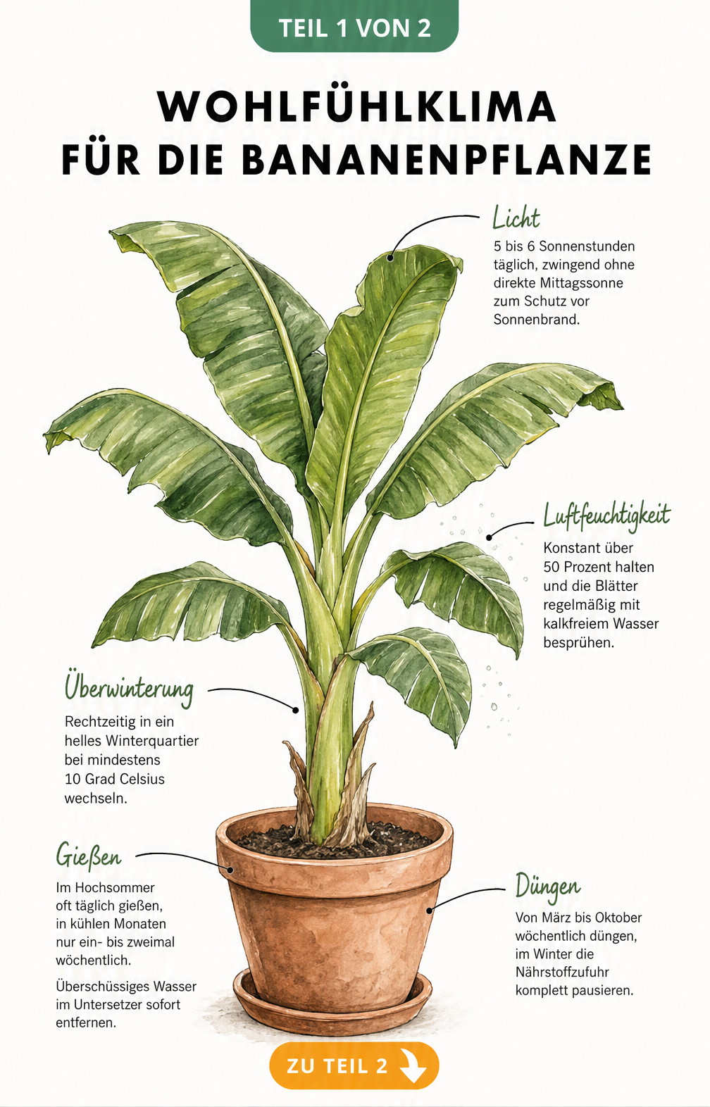 Illustration einer Bananenpflanze im Terrakotta-Topf mit Pflegetipps zu Licht, Luftfeuchtigkeit, Überwinterung, Gießen und Düngen