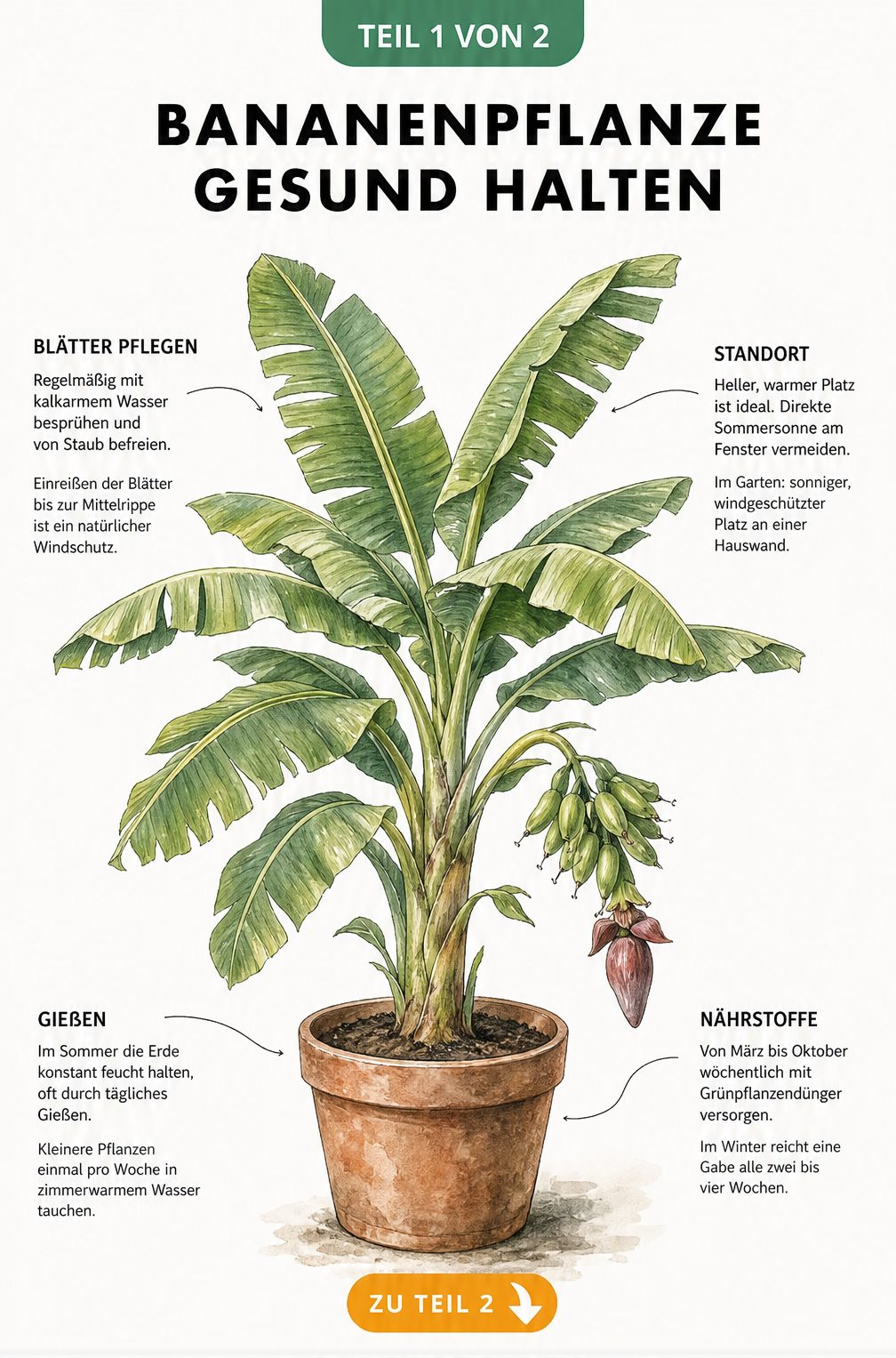 Botanische Illustration einer Bananenpflanze im Topf mit Hinweisen zu Blattpflege, Standort, Gießen und Düngen
