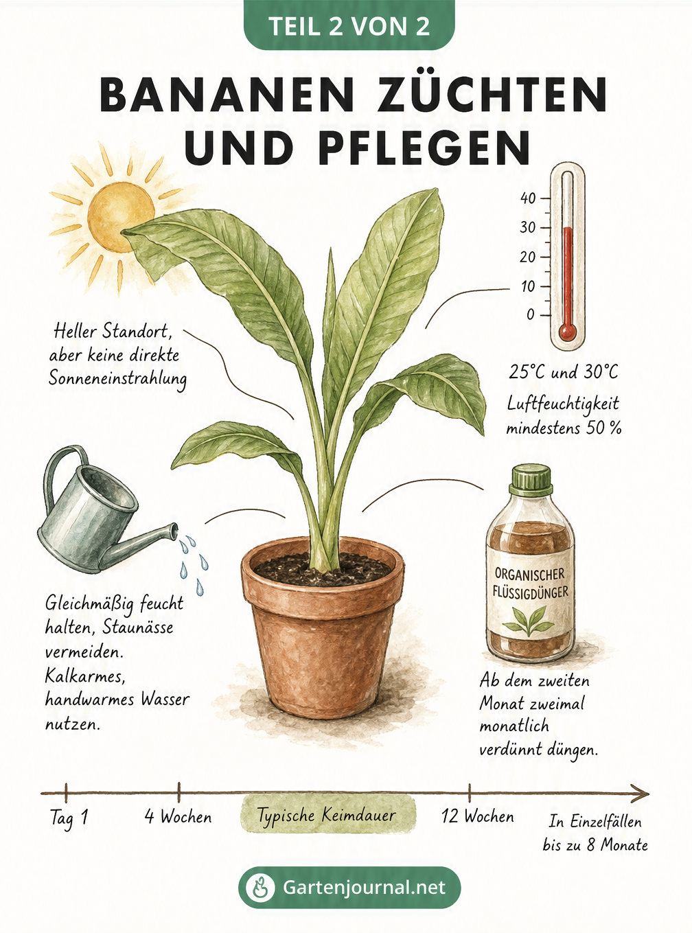Skizze einer jungen Bananenpflanze mit Hinweisen zu Standort, Temperatur, Gießen und Düngen