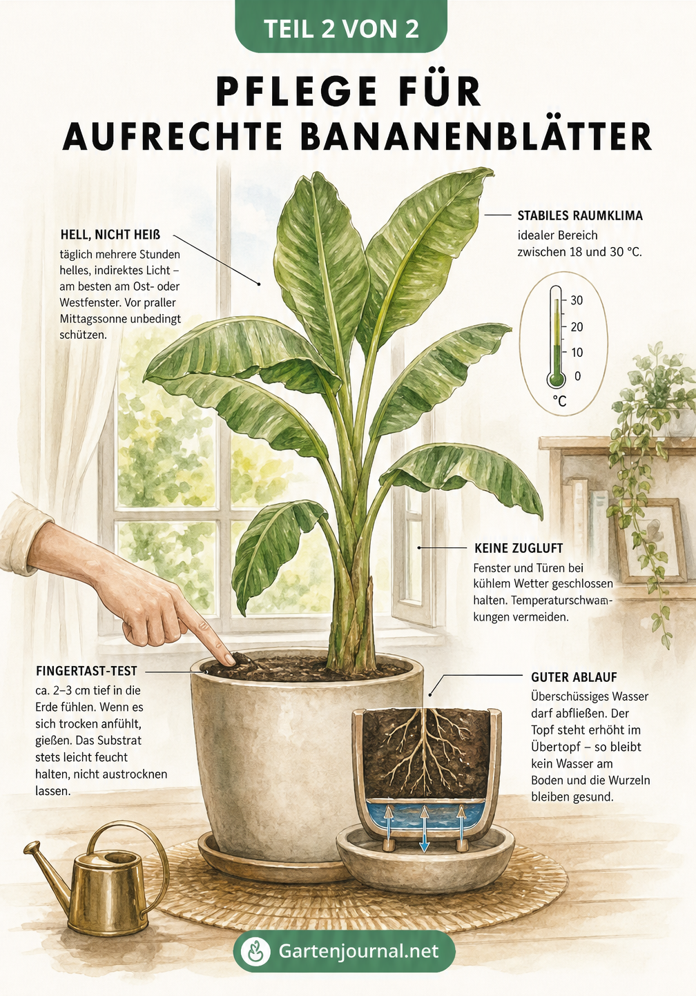 Illustration einer gesunden Bananenpflanze am Fenster mit Hinweisen zu idealem Licht, Temperatur und Gießverhalten