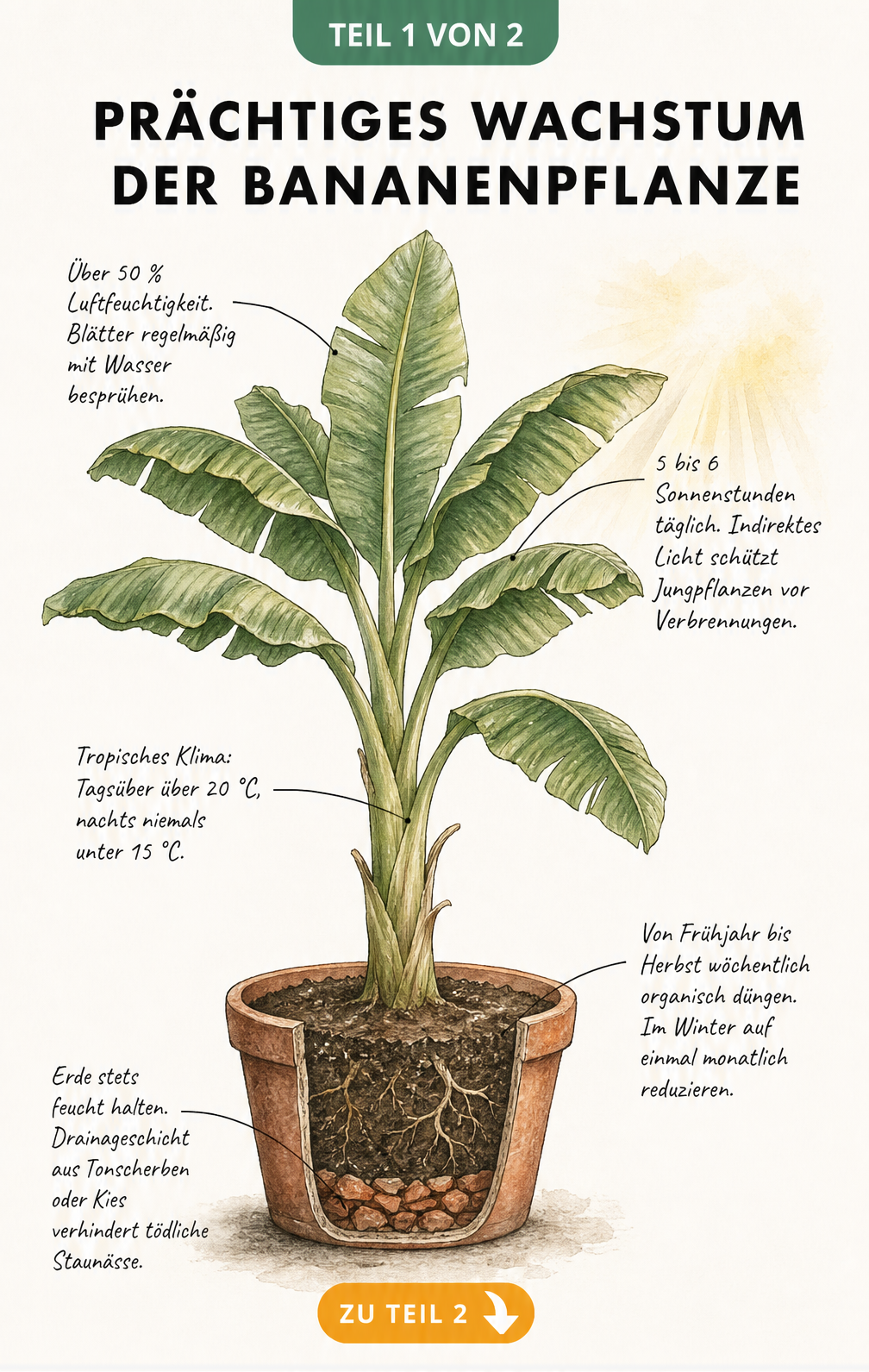 Botanische Illustration einer Bananenpflanze im Terrakottatopf mit Pflegehinweisen zu Licht, Temperatur, Dünger und Wasser