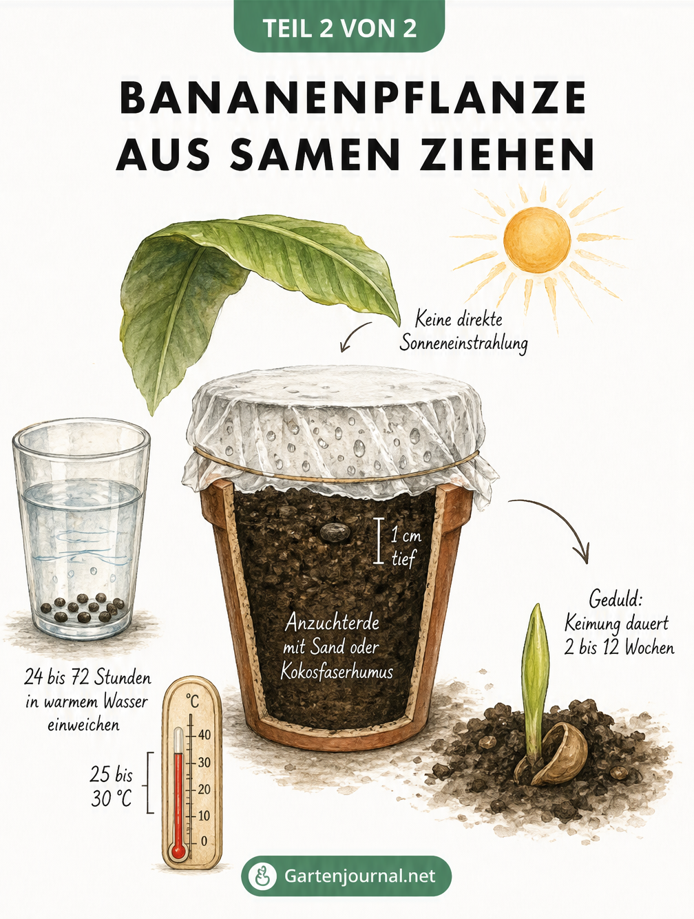 Illustration zur Anzucht einer Bananenpflanze aus Samen. Samen werden in Wasser eingeweicht, in Anzuchterde gepflanzt und bei 25 bis 30 Grad keimen gelassen.