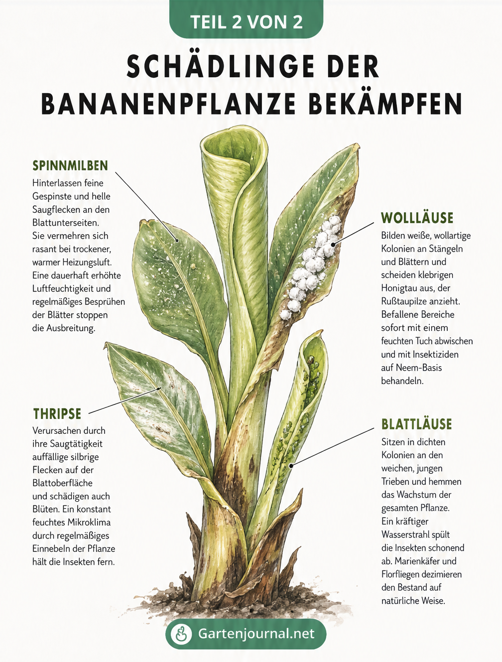 Aquarell-Skizze eines Bananenpflanzen-Triebs mit Schadbildern von Spinnmilben, Wollläusen, Thripsen und Blattläusen