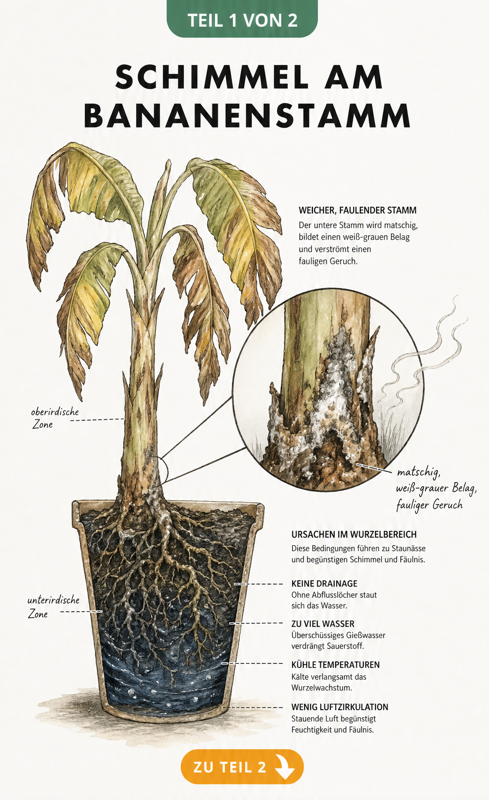 Botanische Illustration einer kranken Bananenpflanze mit Schimmel am Stamm und verfaulten Wurzeln durch Staunässe